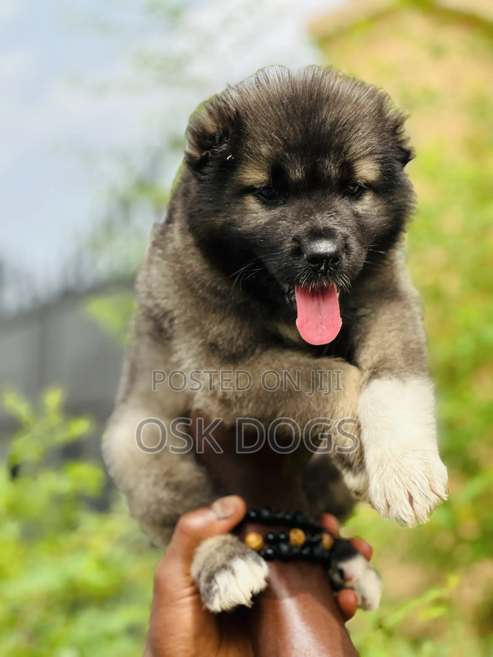 1-3 months Female Purebred Caucasian Shepherd