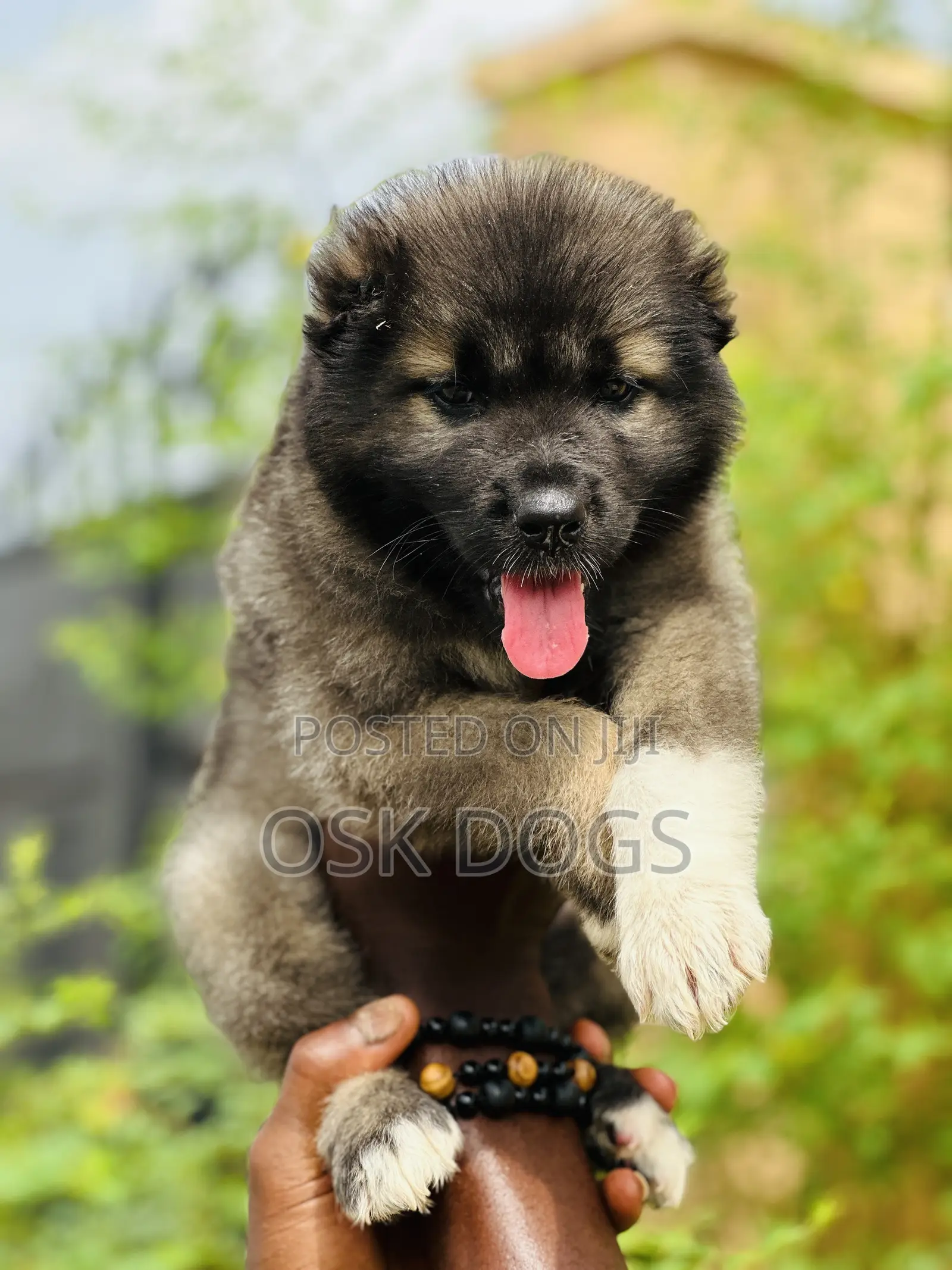 1-3 months Female Purebred Caucasian Shepherd