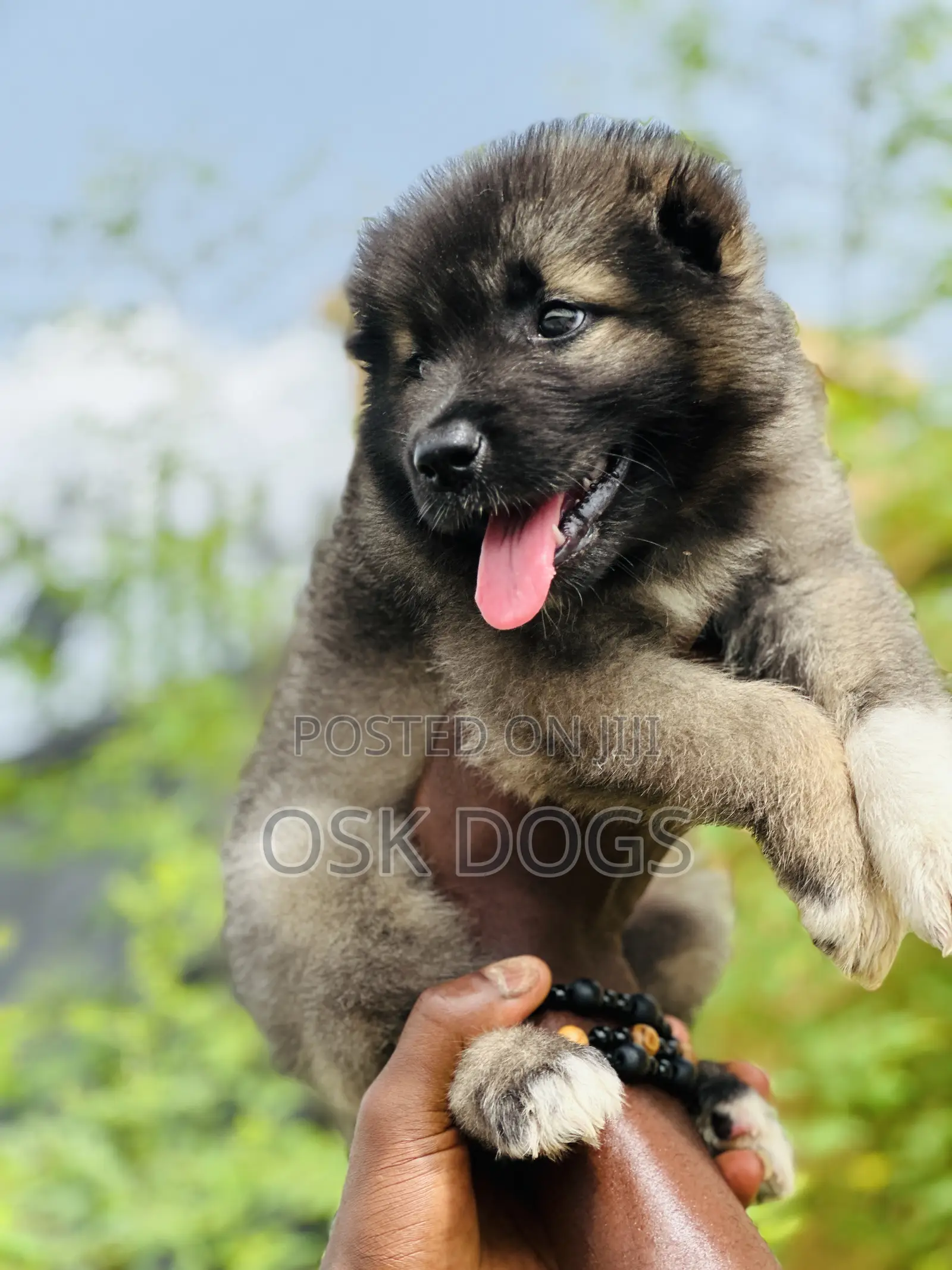 1-3 months Male Purebred Caucasian Shepherd