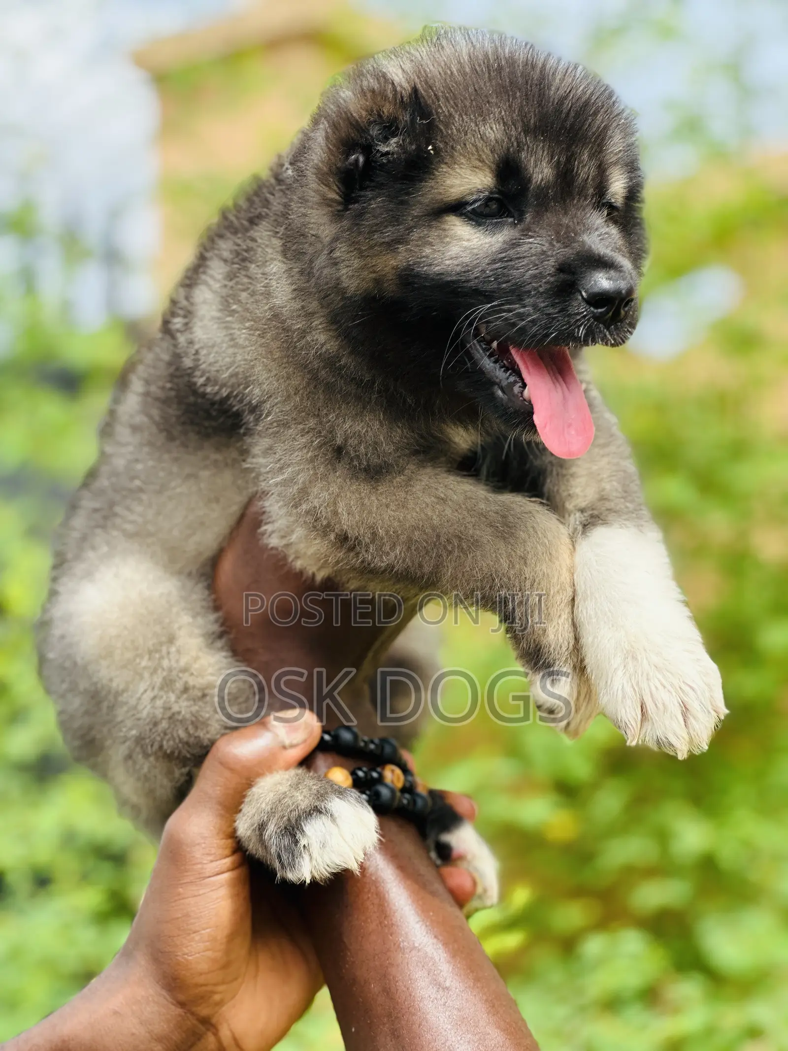 1-3 months Male Purebred Caucasian Shepherd