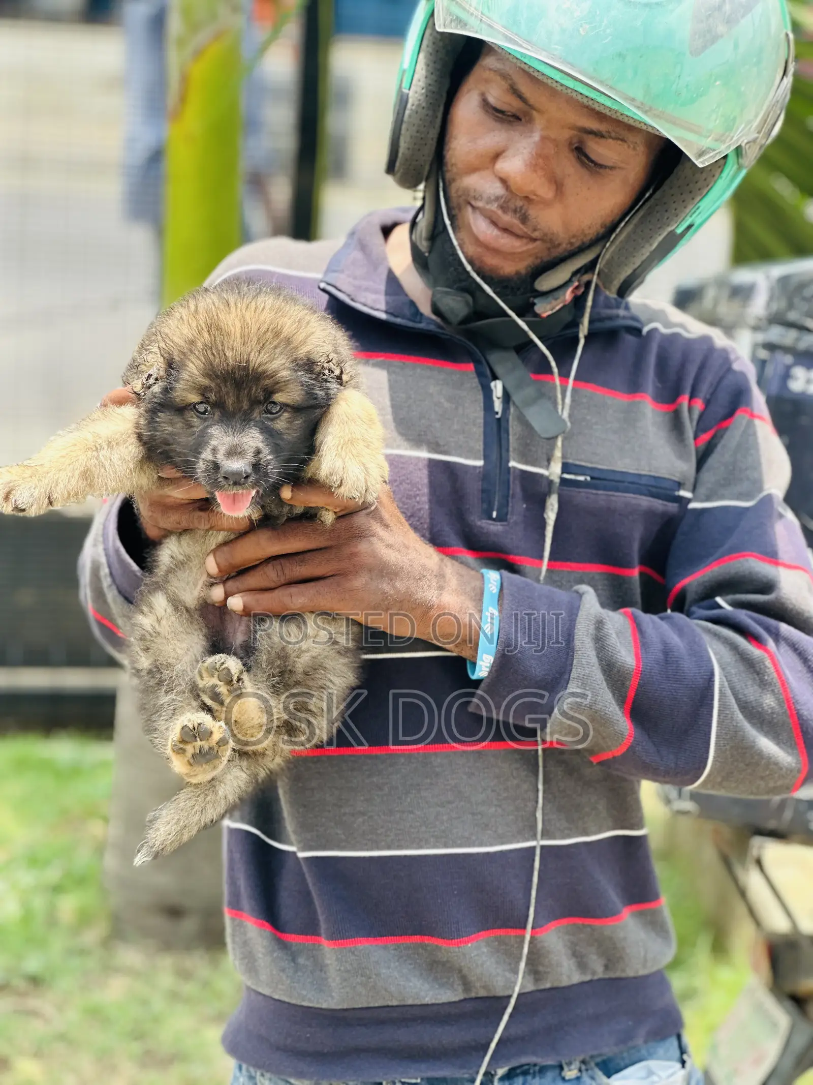 1-3 months Female Purebred Caucasian Shepherd