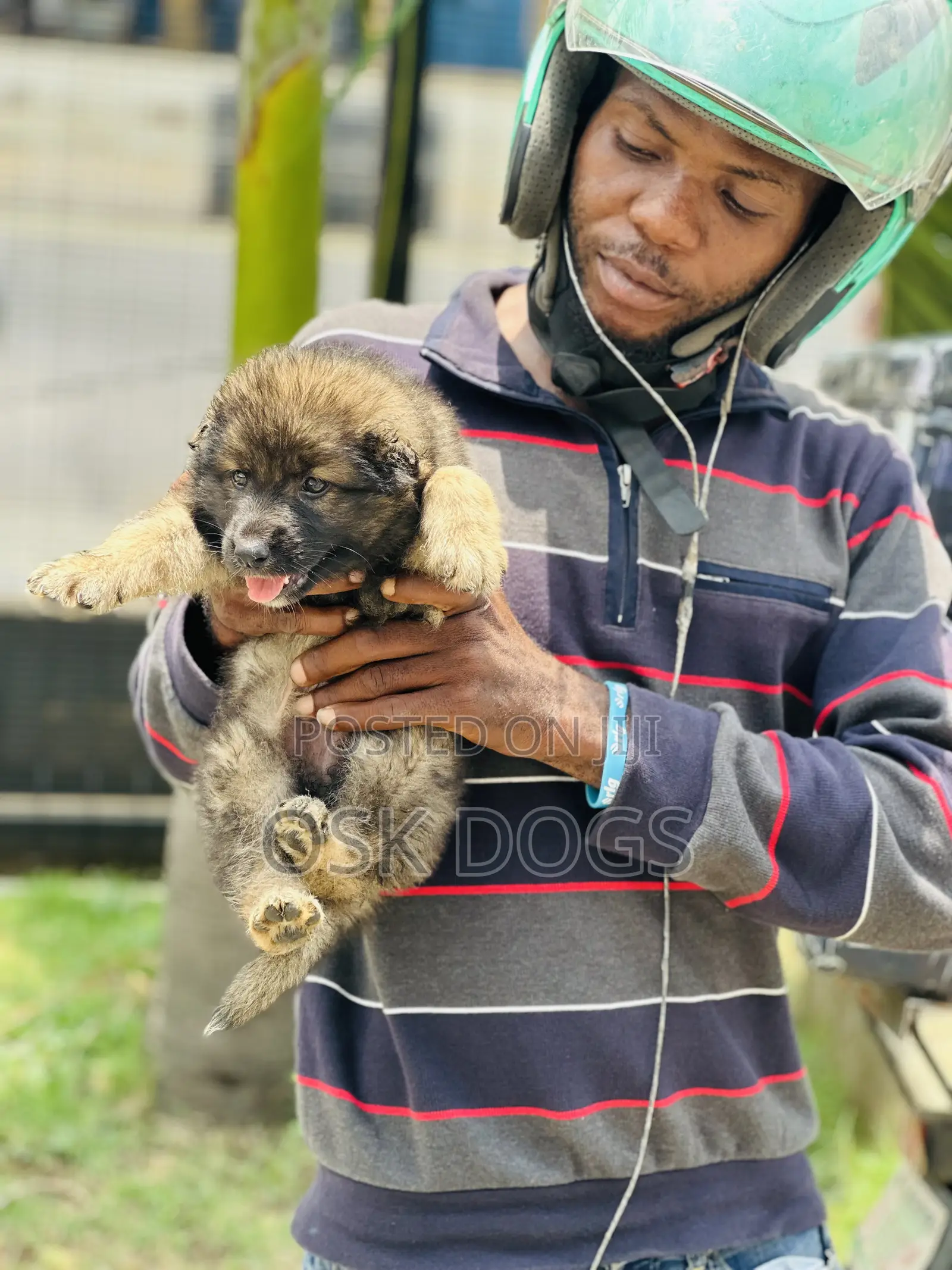 1-3 months Female Purebred Caucasian Shepherd