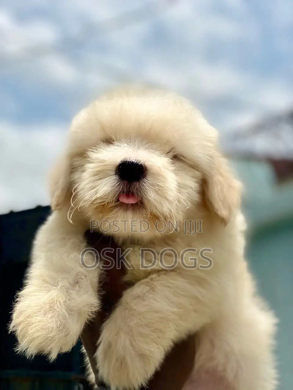 1-3 months Male Purebred Lhasa Apso