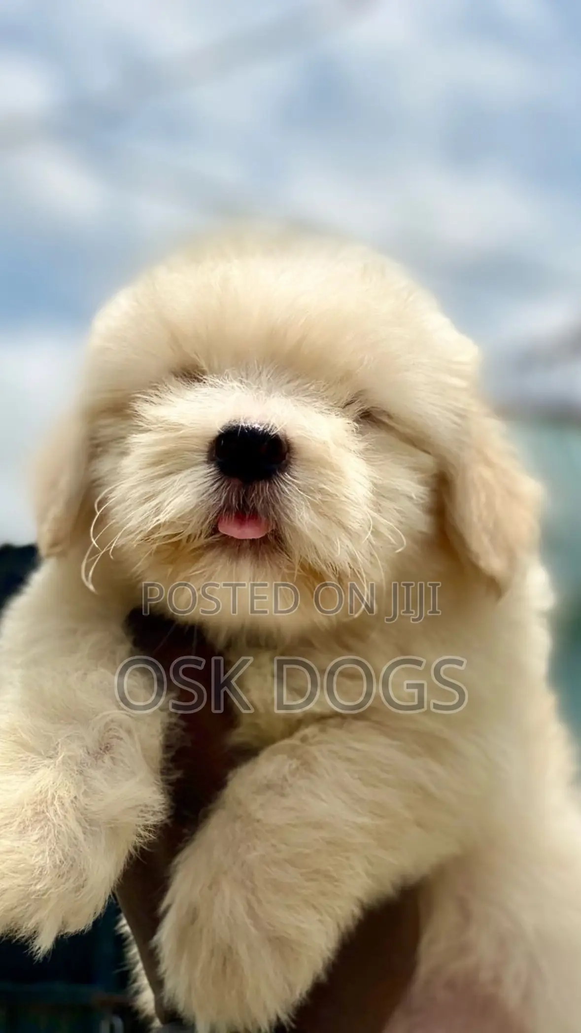 1-3 months Male Purebred Lhasa Apso