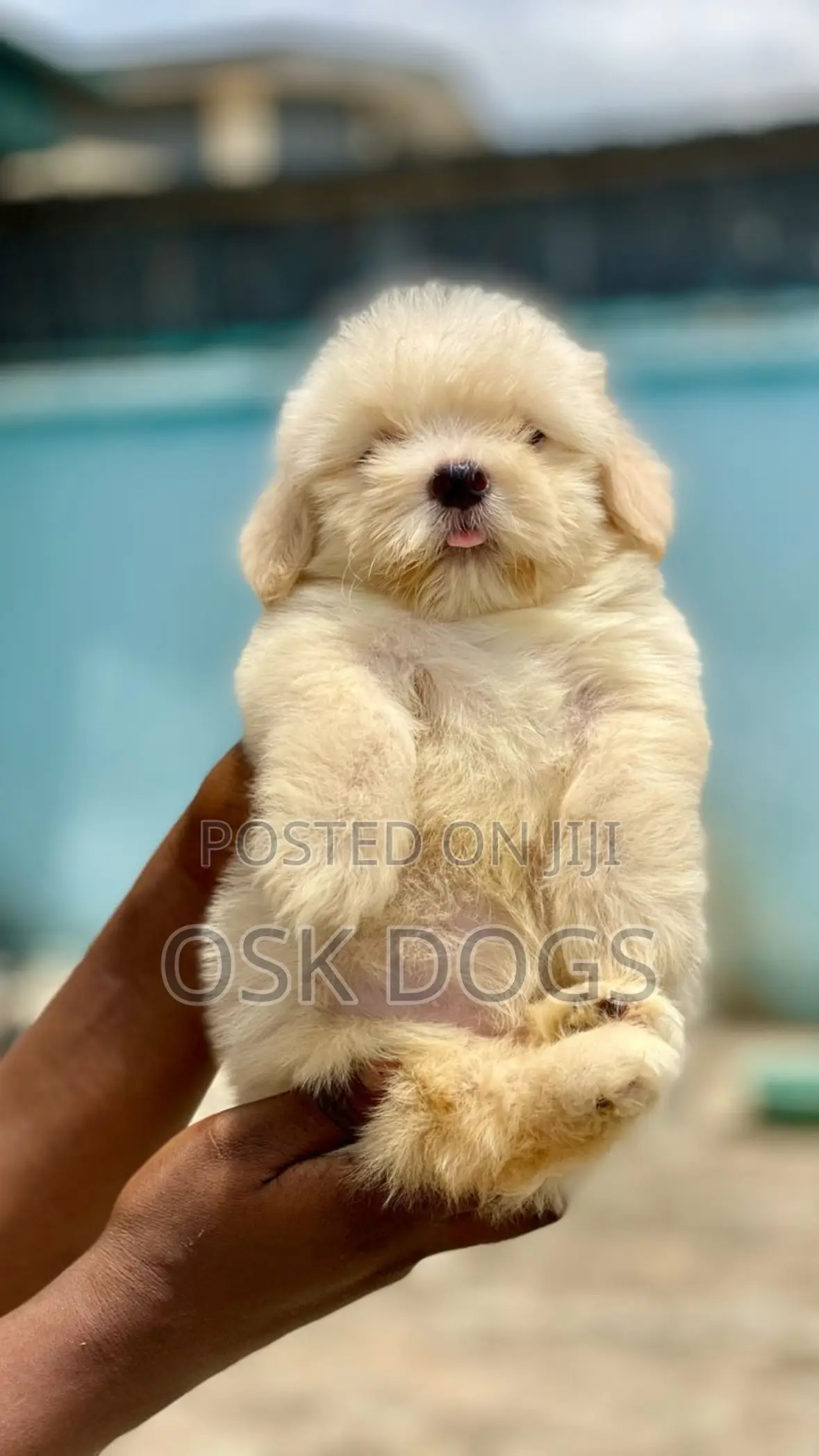 1-3 months Male Purebred Lhasa Apso