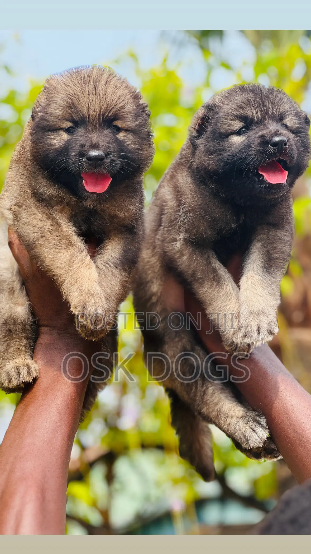 1-3 months Male Purebred Caucasian Shepherd