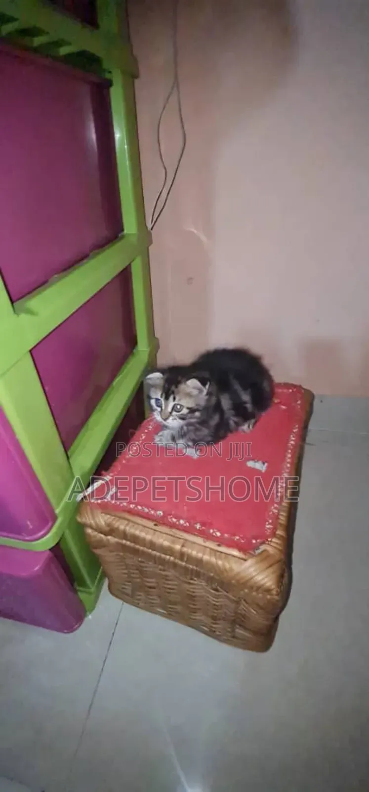 1-3 months Female Purebred Siberian