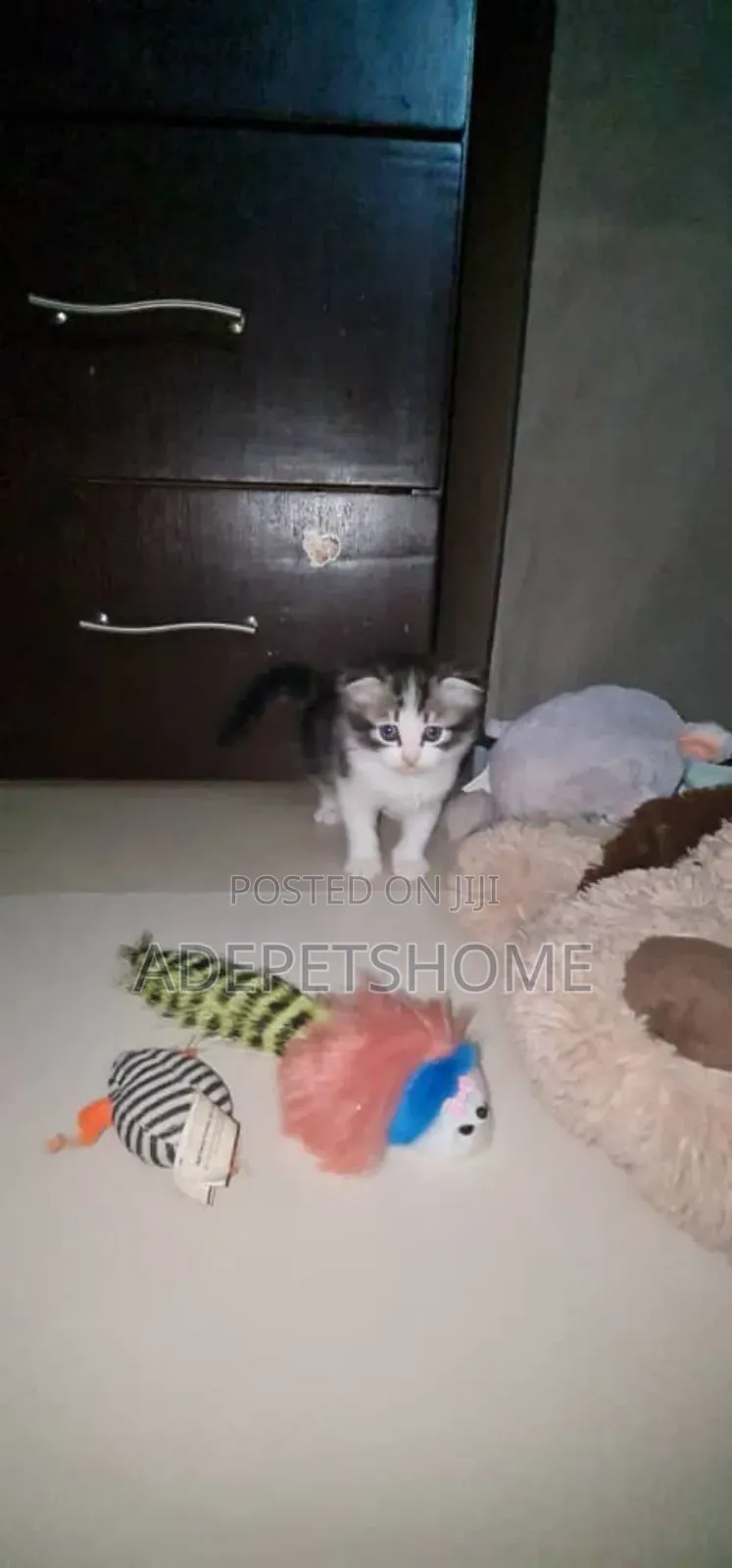 1-3 months Female Purebred Siberian