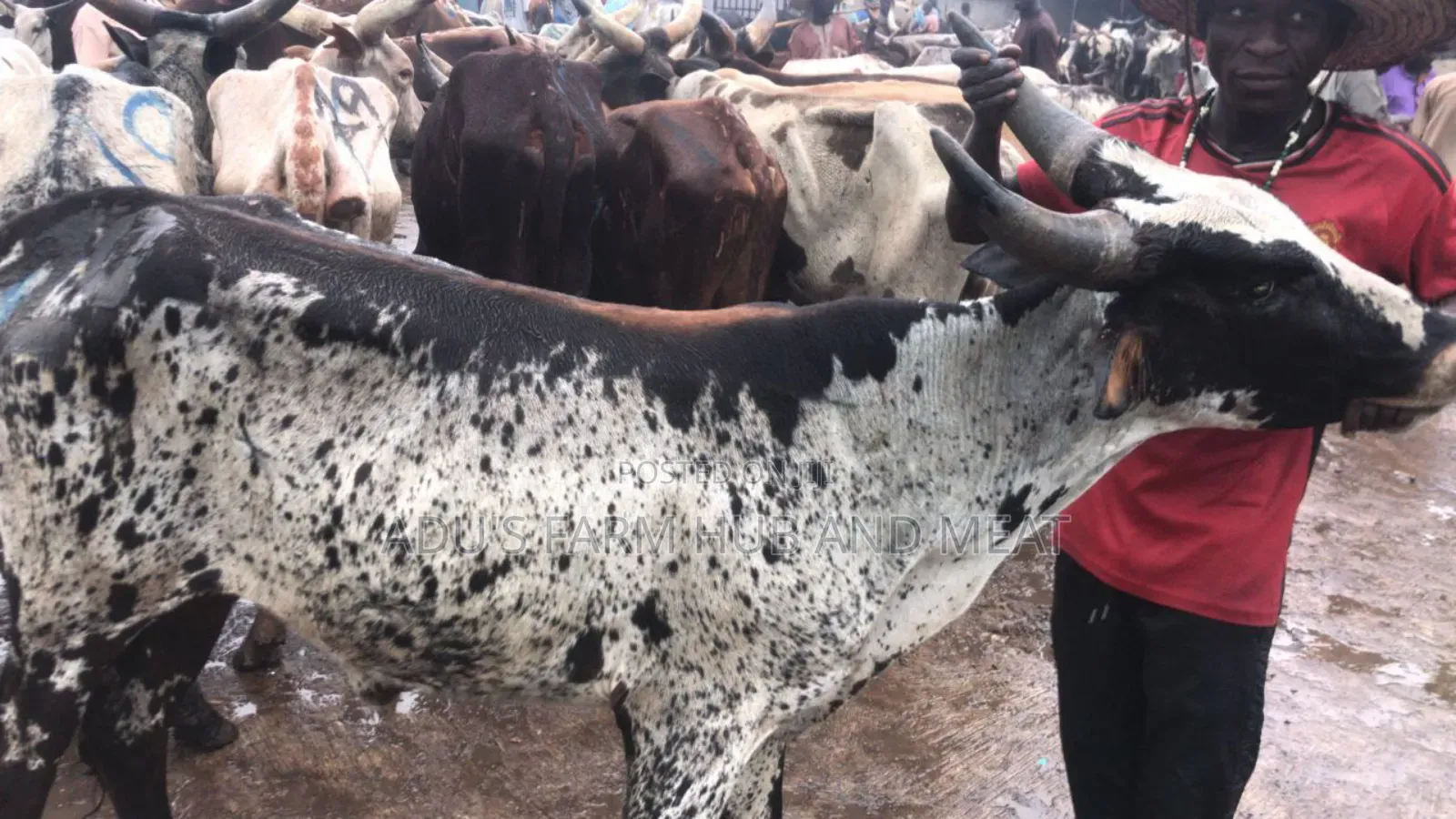Healthy Flesh Cows