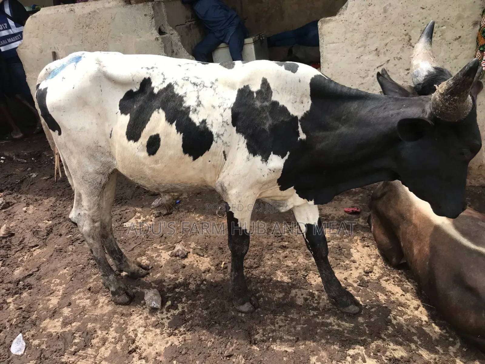 Healthy Flesh Cows