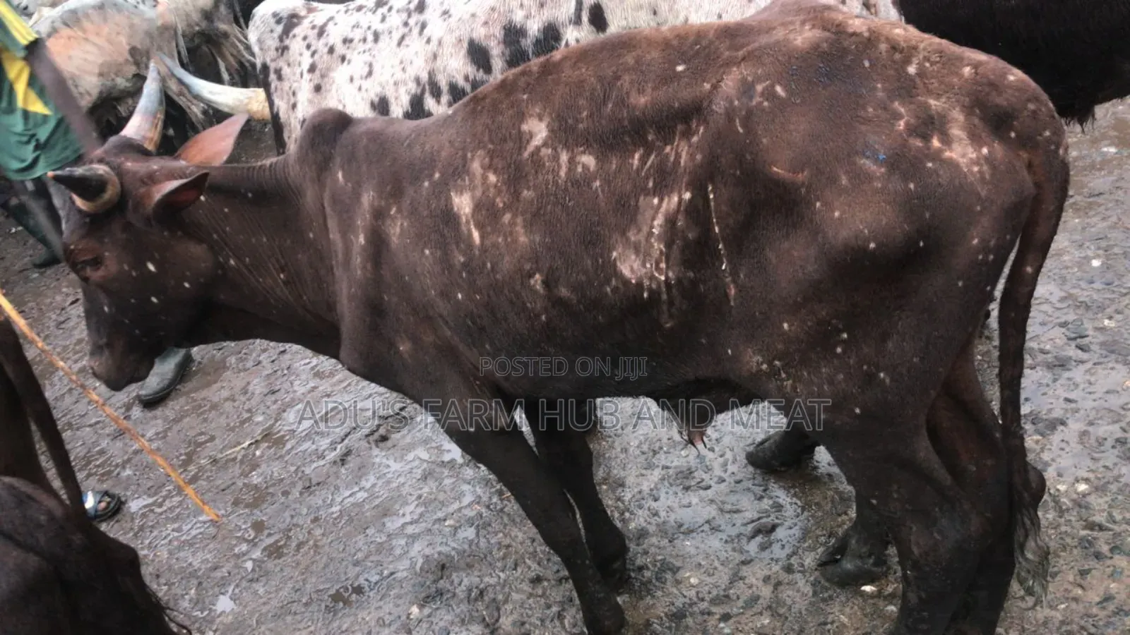 Healthy Flesh Cows