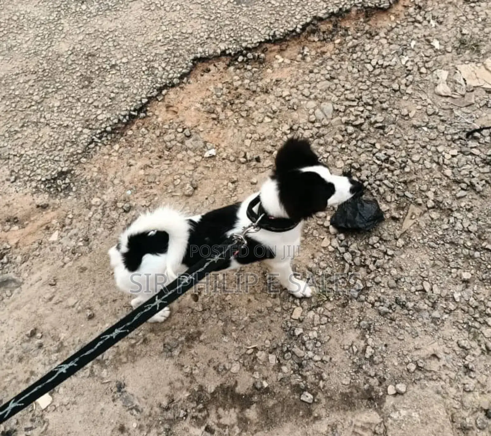 6-12 months Male Mixed Breed Border Collie