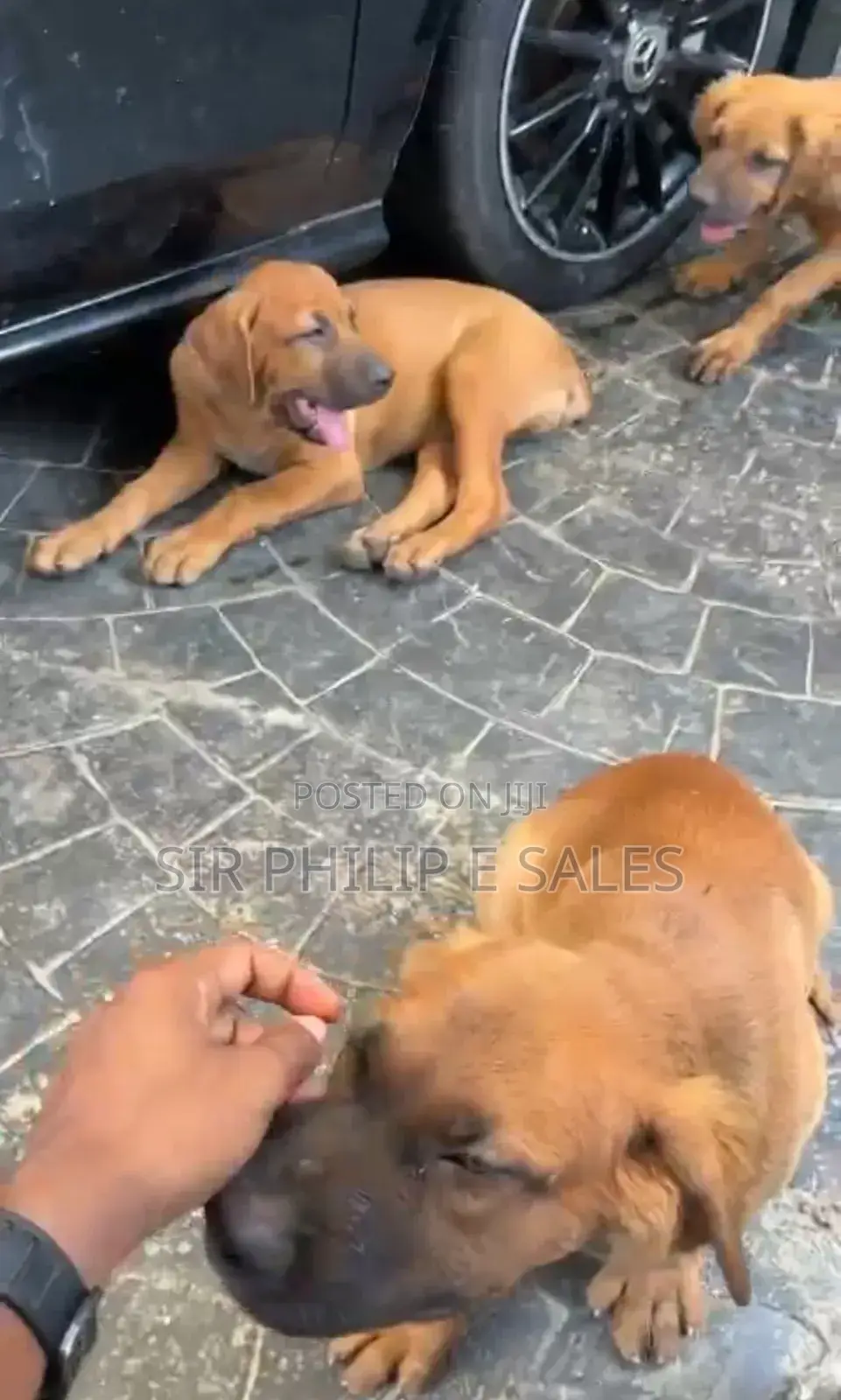 1-3 months Male Purebred Boerboel