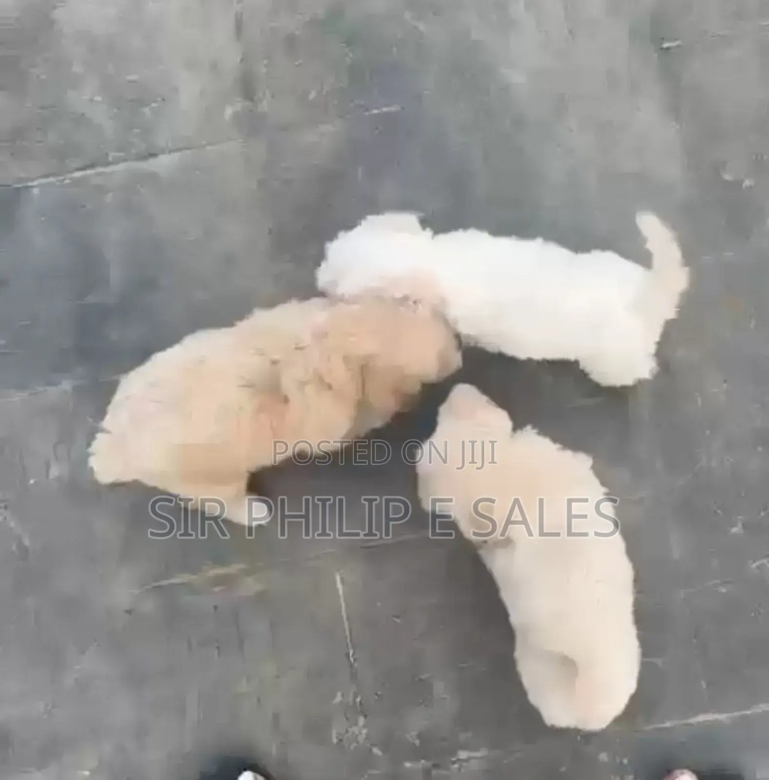 3-6 months Male Purebred Lhasa Apso