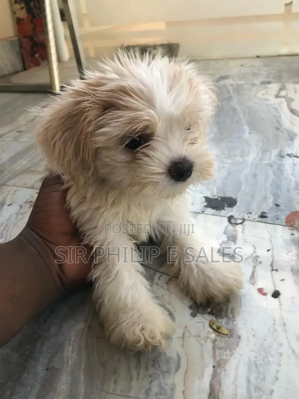 1-3 months Female Purebred Lhasa Apso