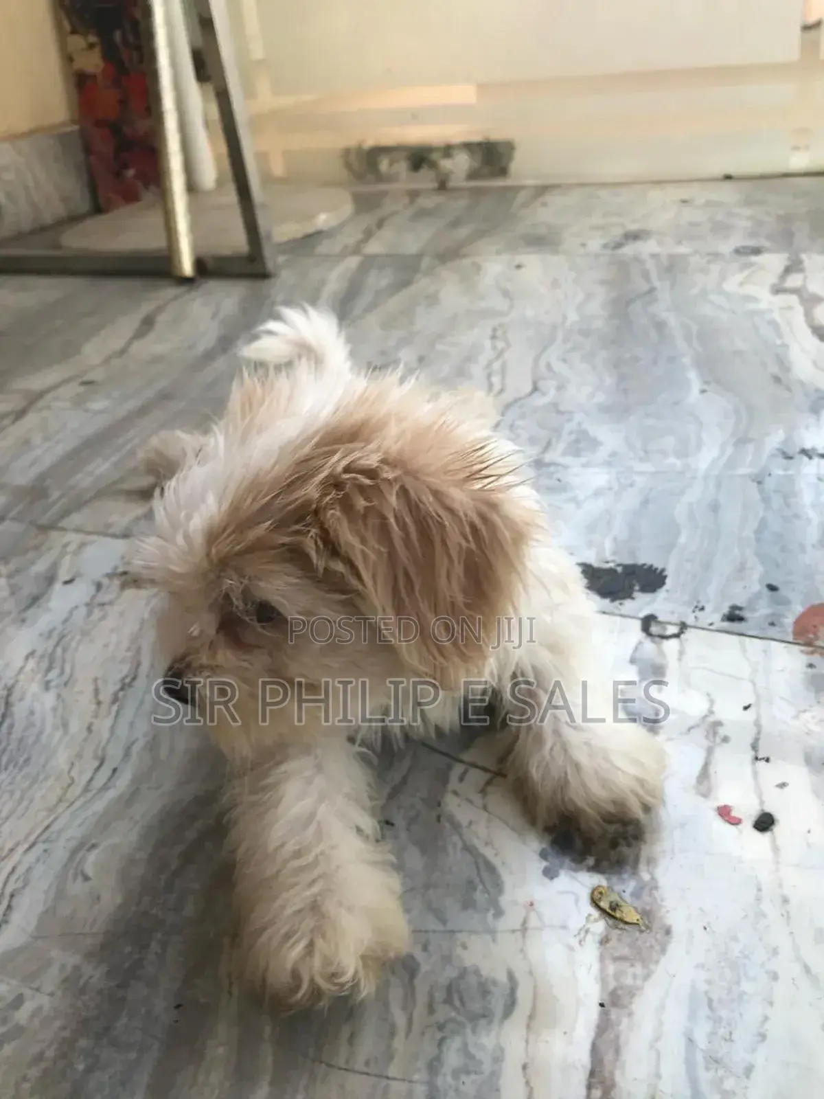 1-3 months Female Purebred Lhasa Apso