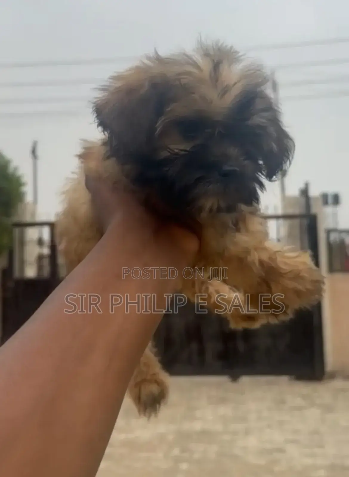 3-6 months Male Purebred Lhasa Apso
