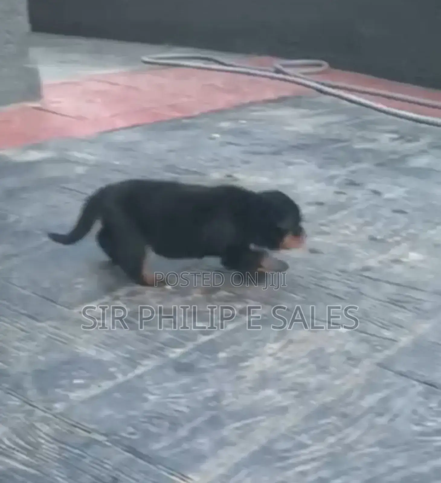 0-1 month Male Purebred Rottweiler