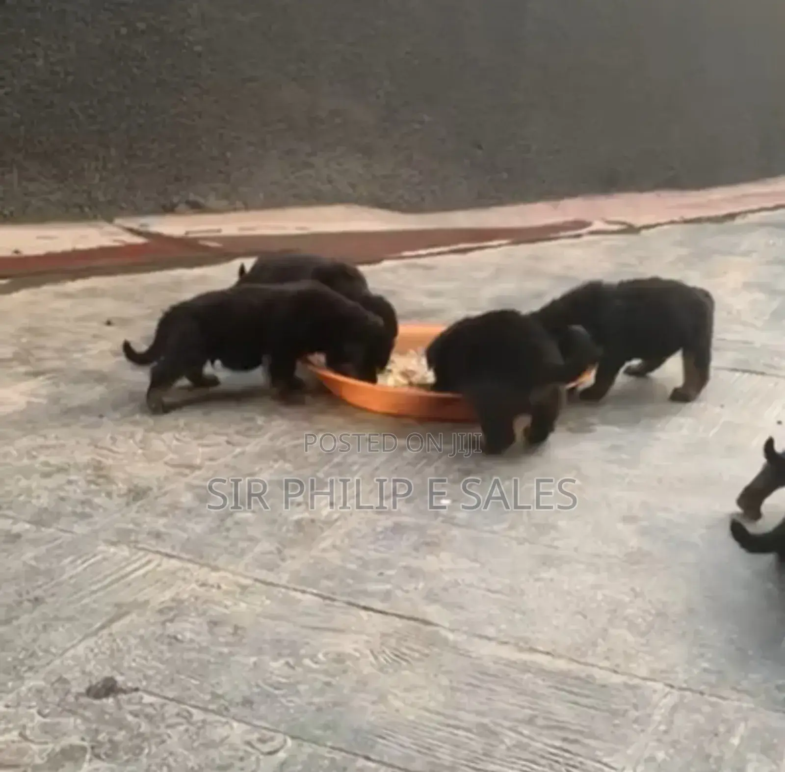 0-1 month Male Purebred Rottweiler