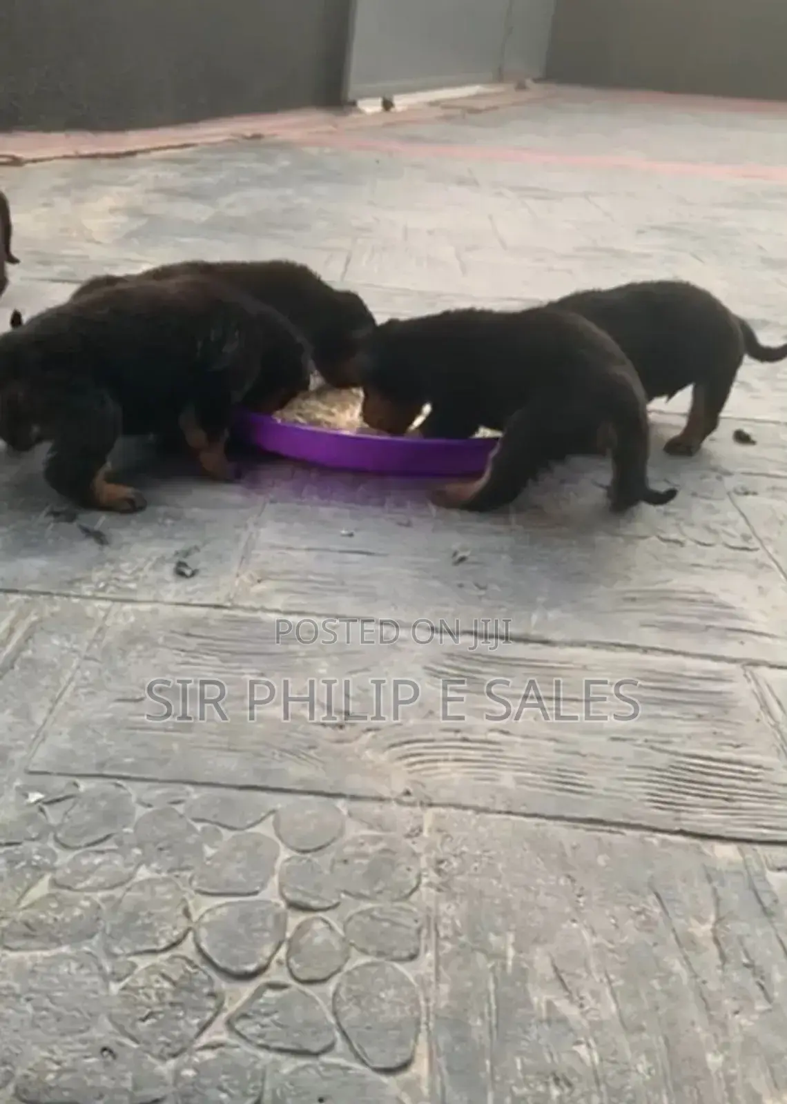 0-1 month Male Purebred Rottweiler