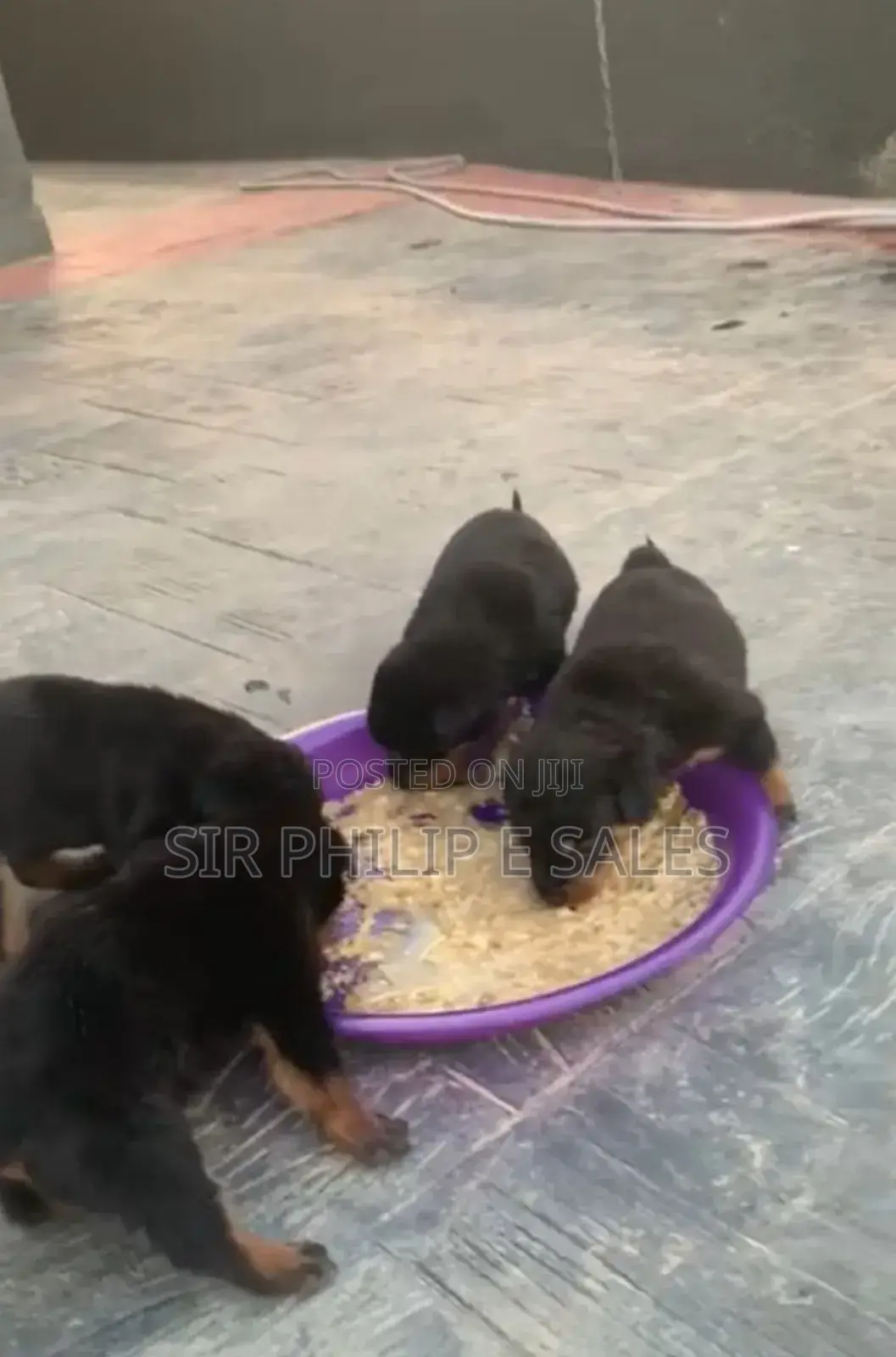0-1 month Male Purebred Rottweiler