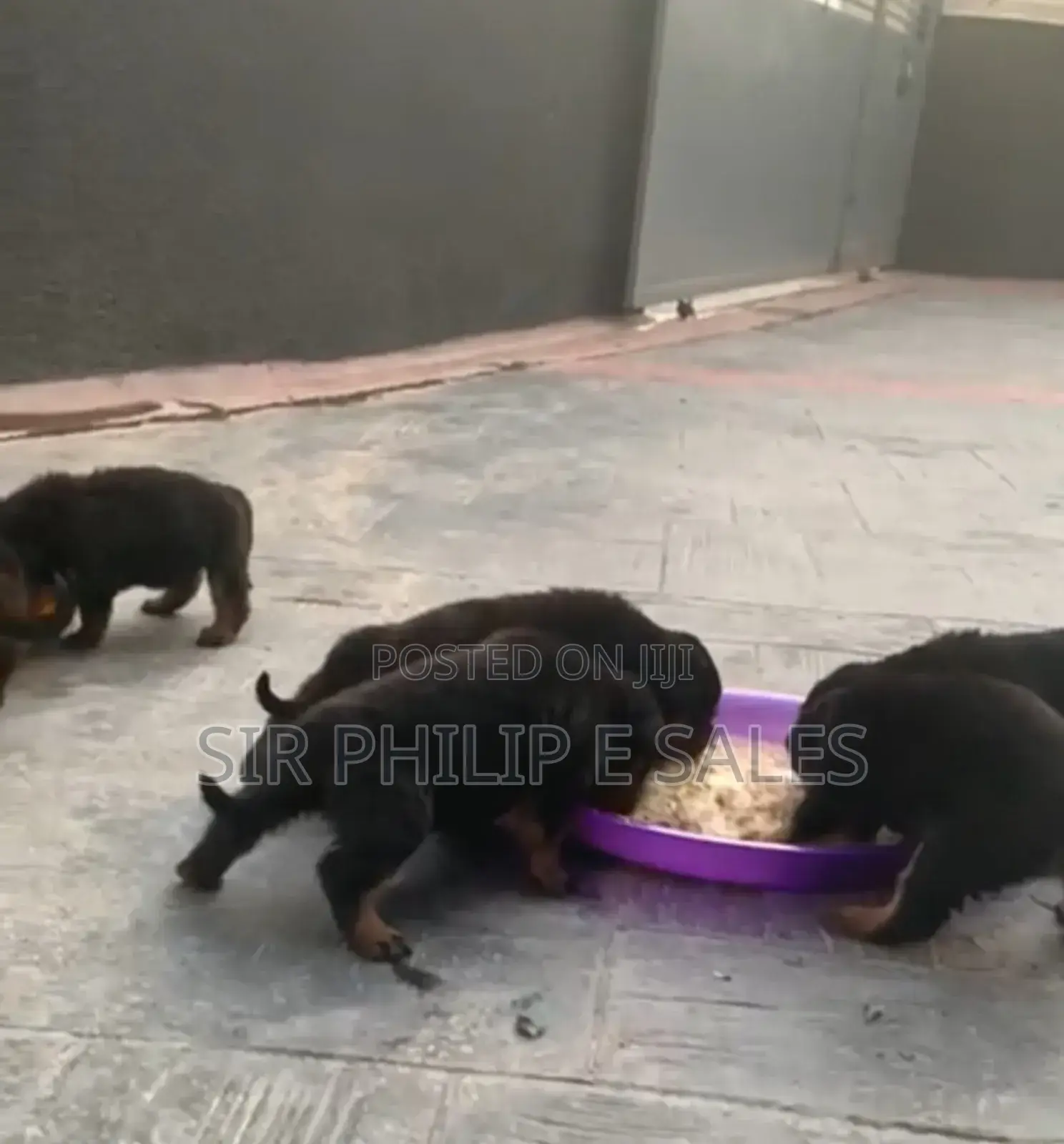 0-1 month Male Purebred Rottweiler