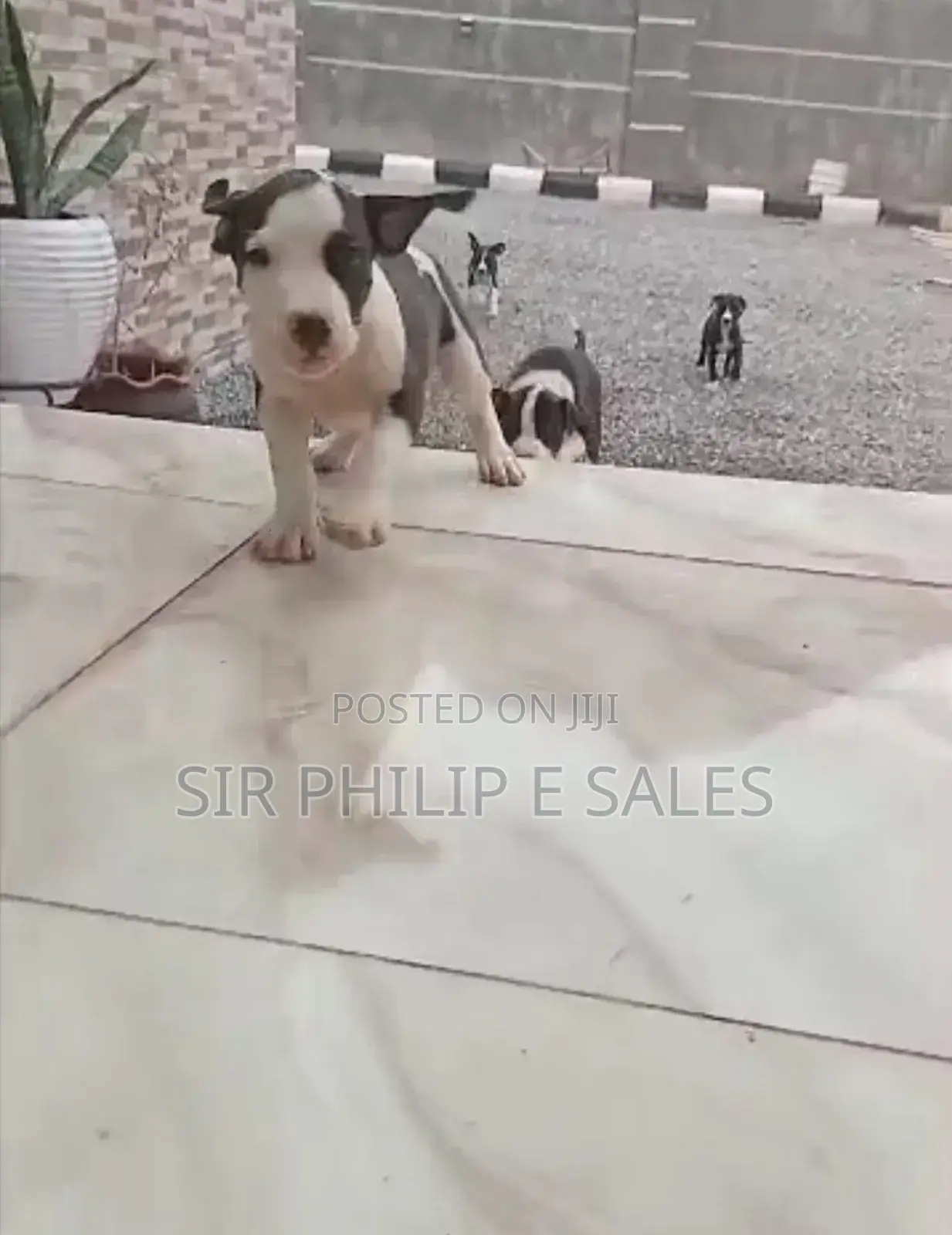 0-1 month Male Purebred American Pit Bull Terrier
