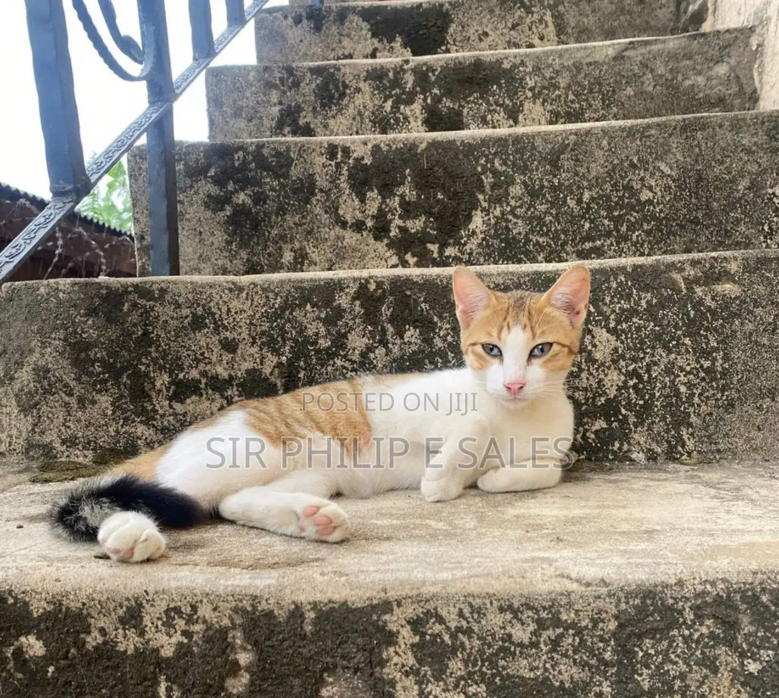 3-6 months Male Purebred Tabby