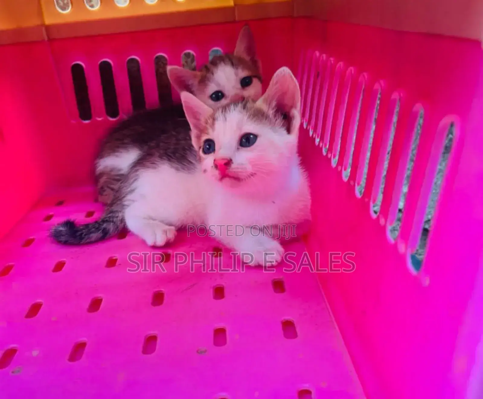 1-3 months Male Purebred American Shorthair