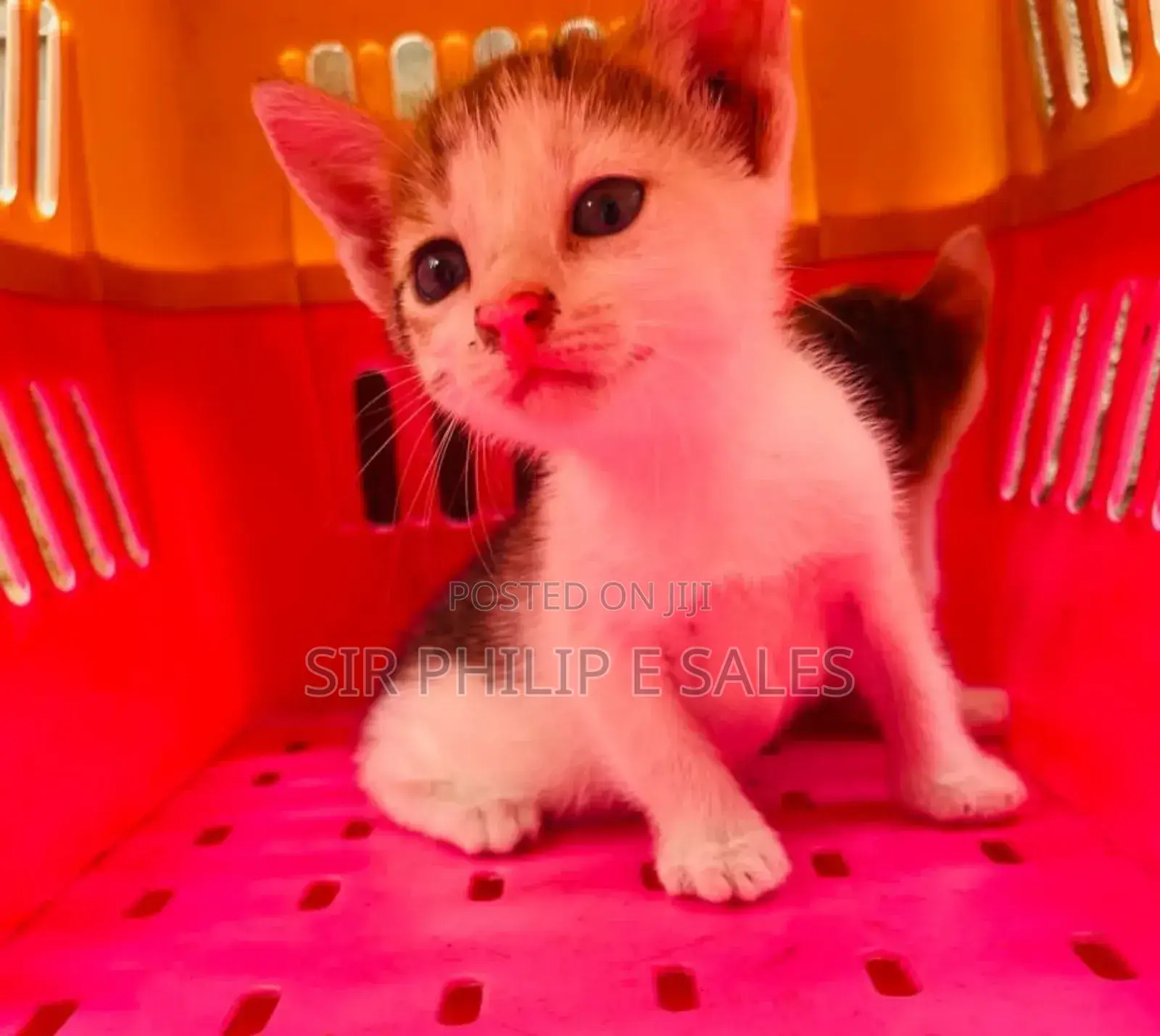 1-3 months Male Purebred American Shorthair
