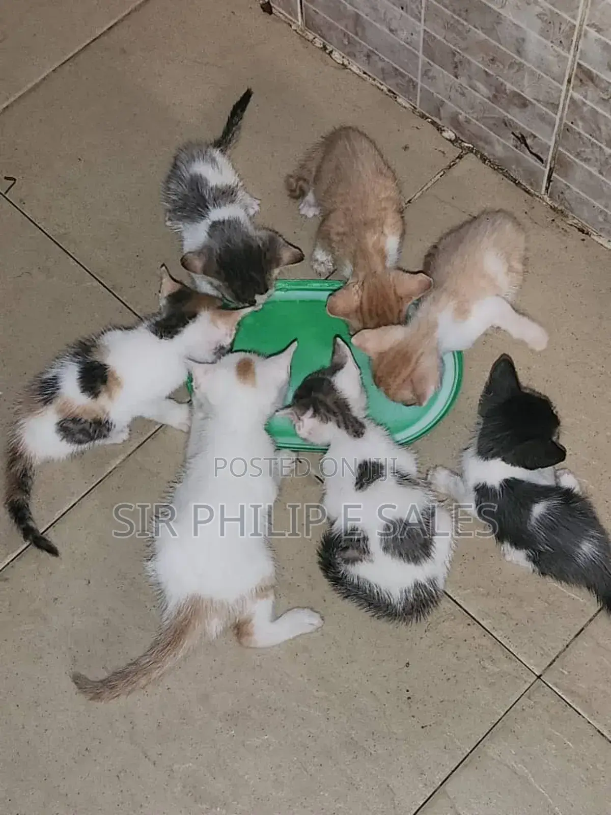 1-3 months Female Mixed Breed American Shorthair