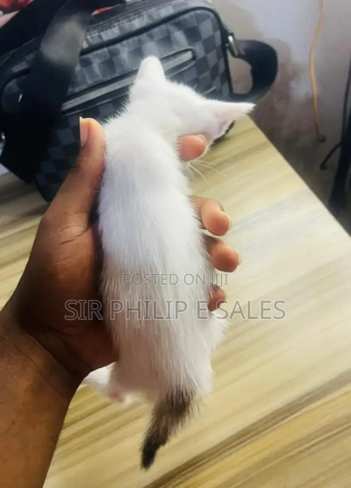 1-3 months Male Mixed Breed Abyssinian