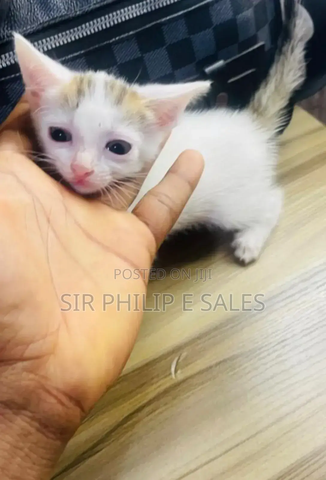 1-3 months Male Mixed Breed Abyssinian