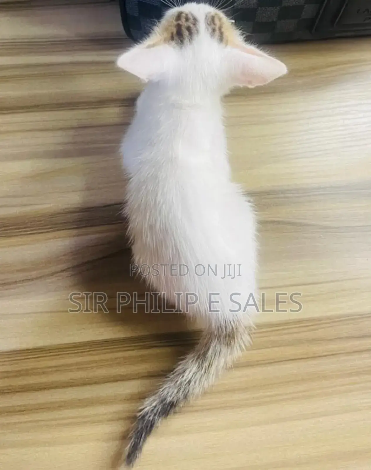 1-3 months Male Mixed Breed Abyssinian
