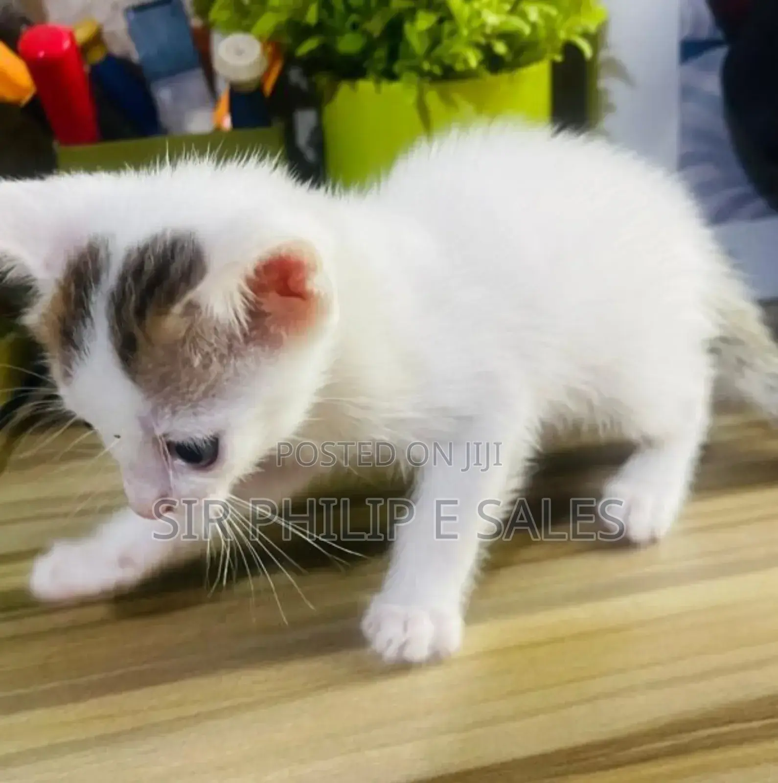 1-3 months Male Mixed Breed Abyssinian