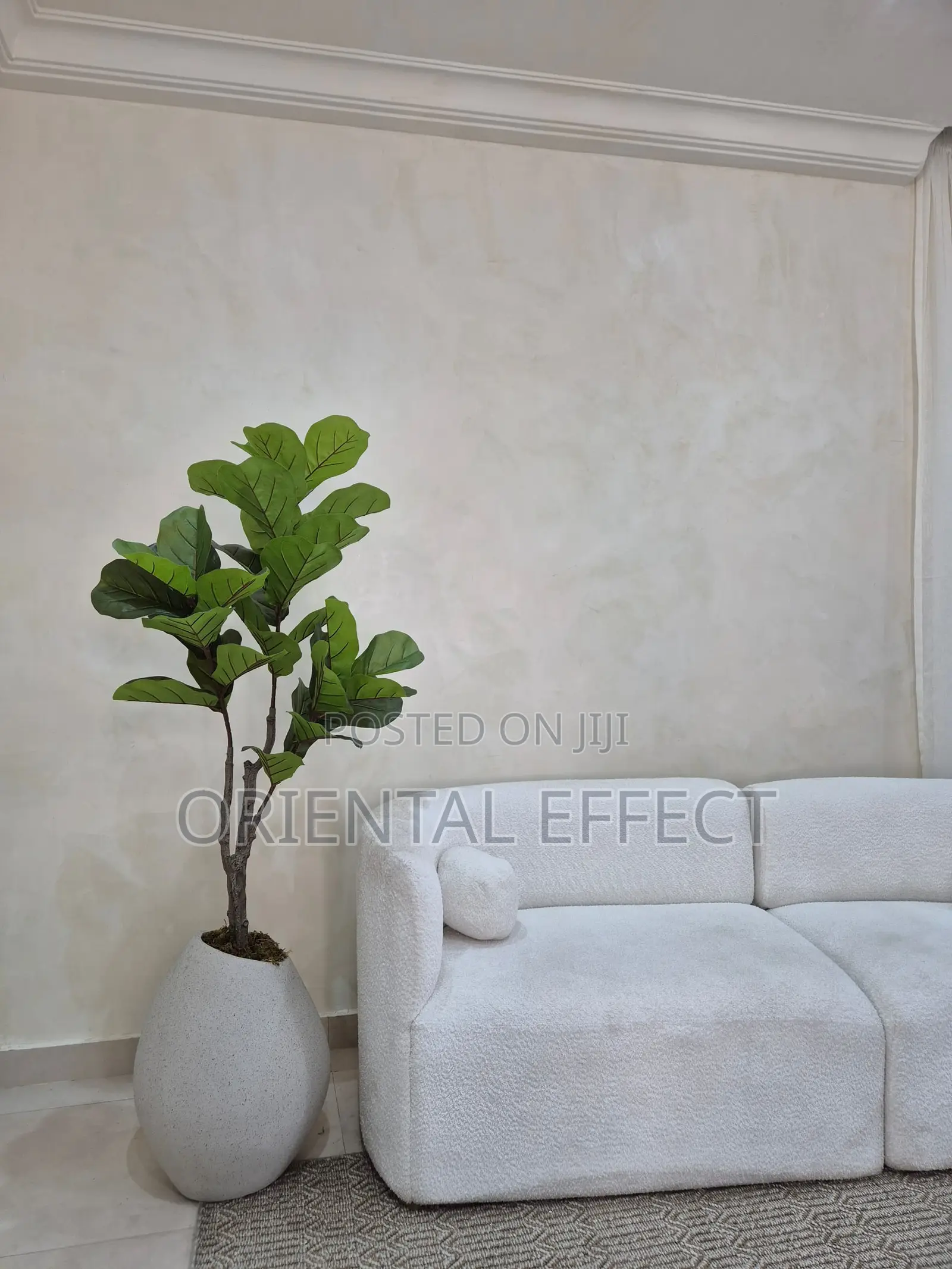 Twin Fiddle Tree With Grey Pastel Granite Mango Pot