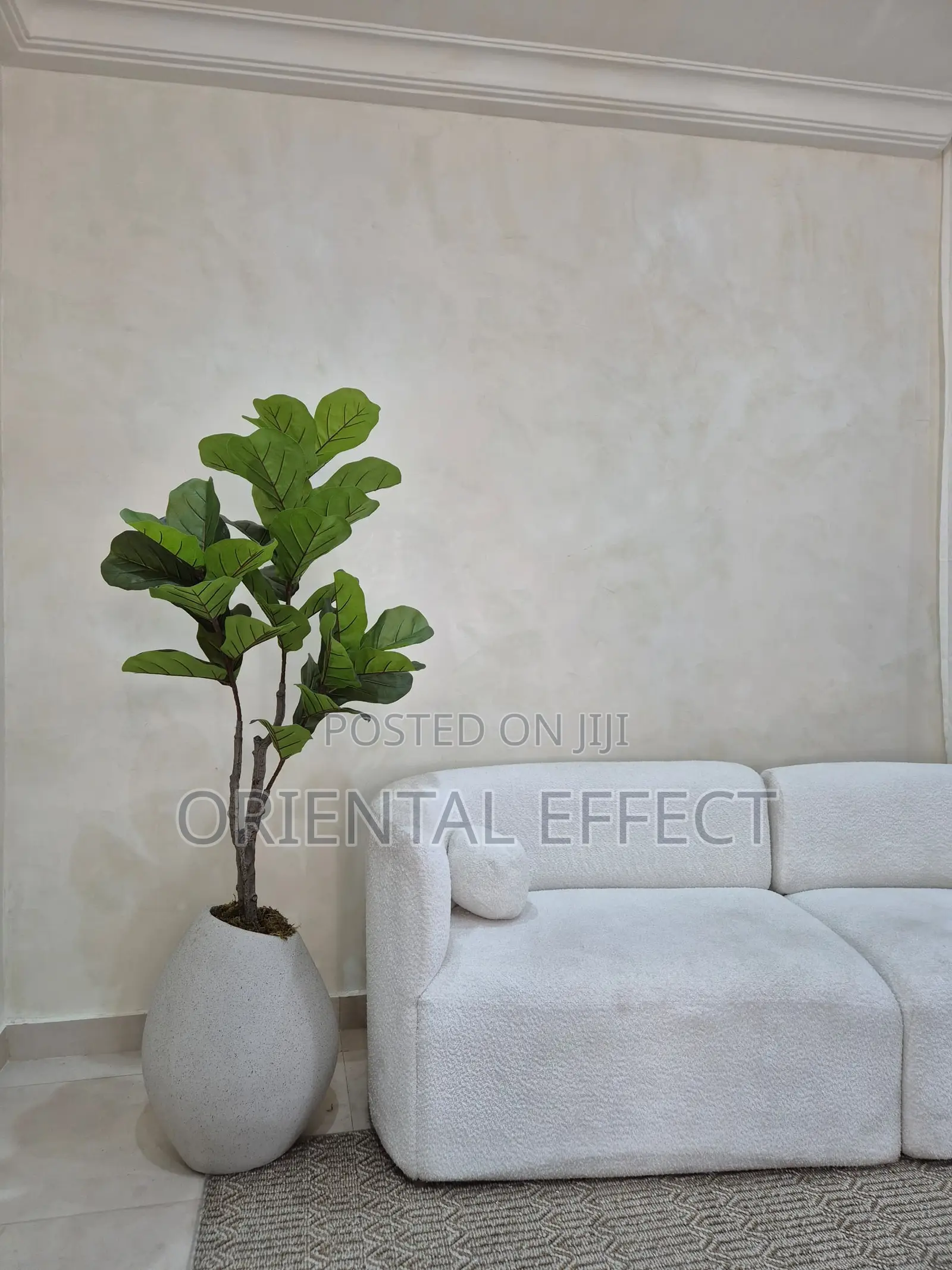 Twin Fiddle Tree With Grey Pastel Granite Mango Pot