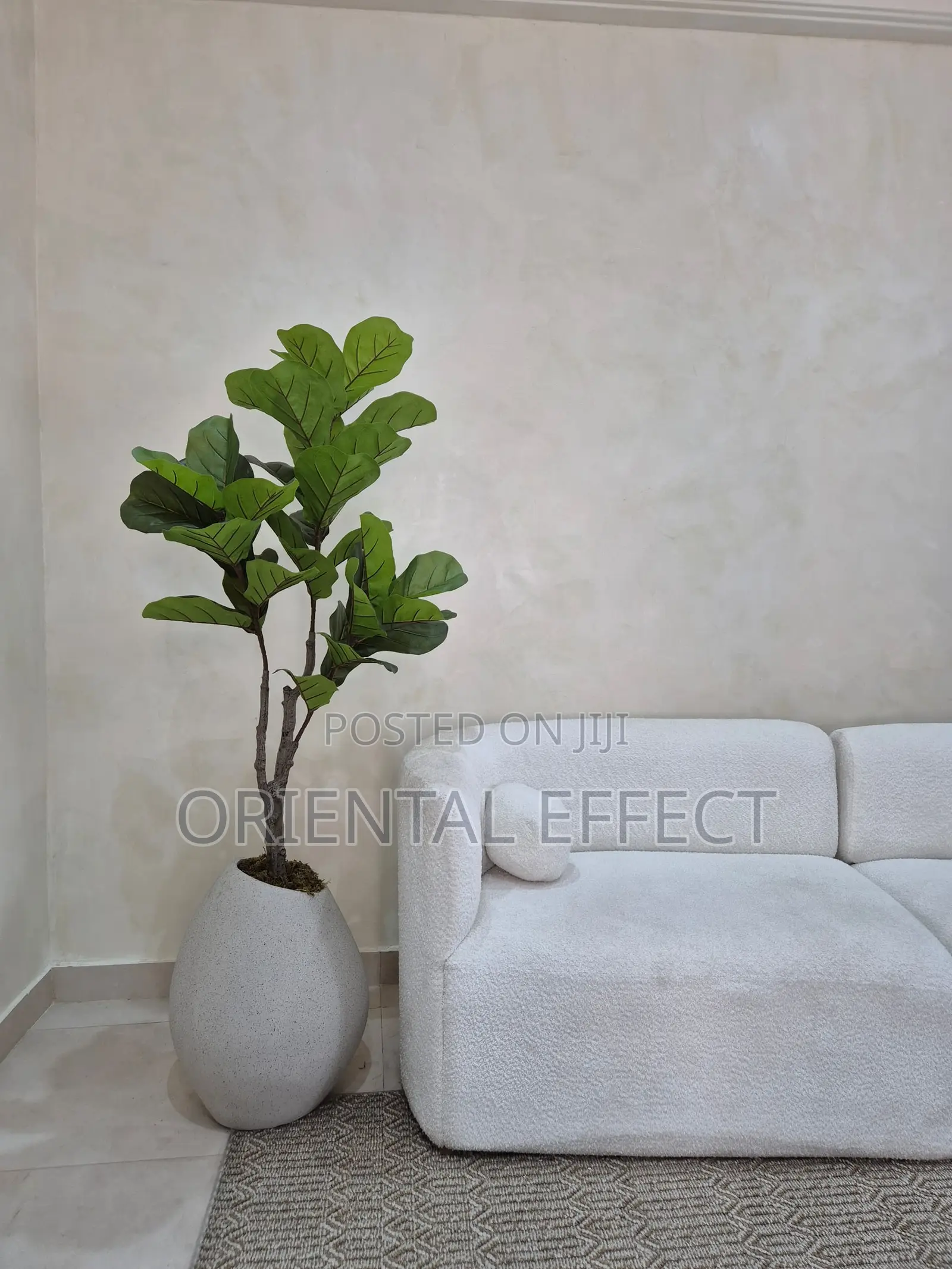 Twin Fiddle Tree With Grey Pastel Granite Mango Pot