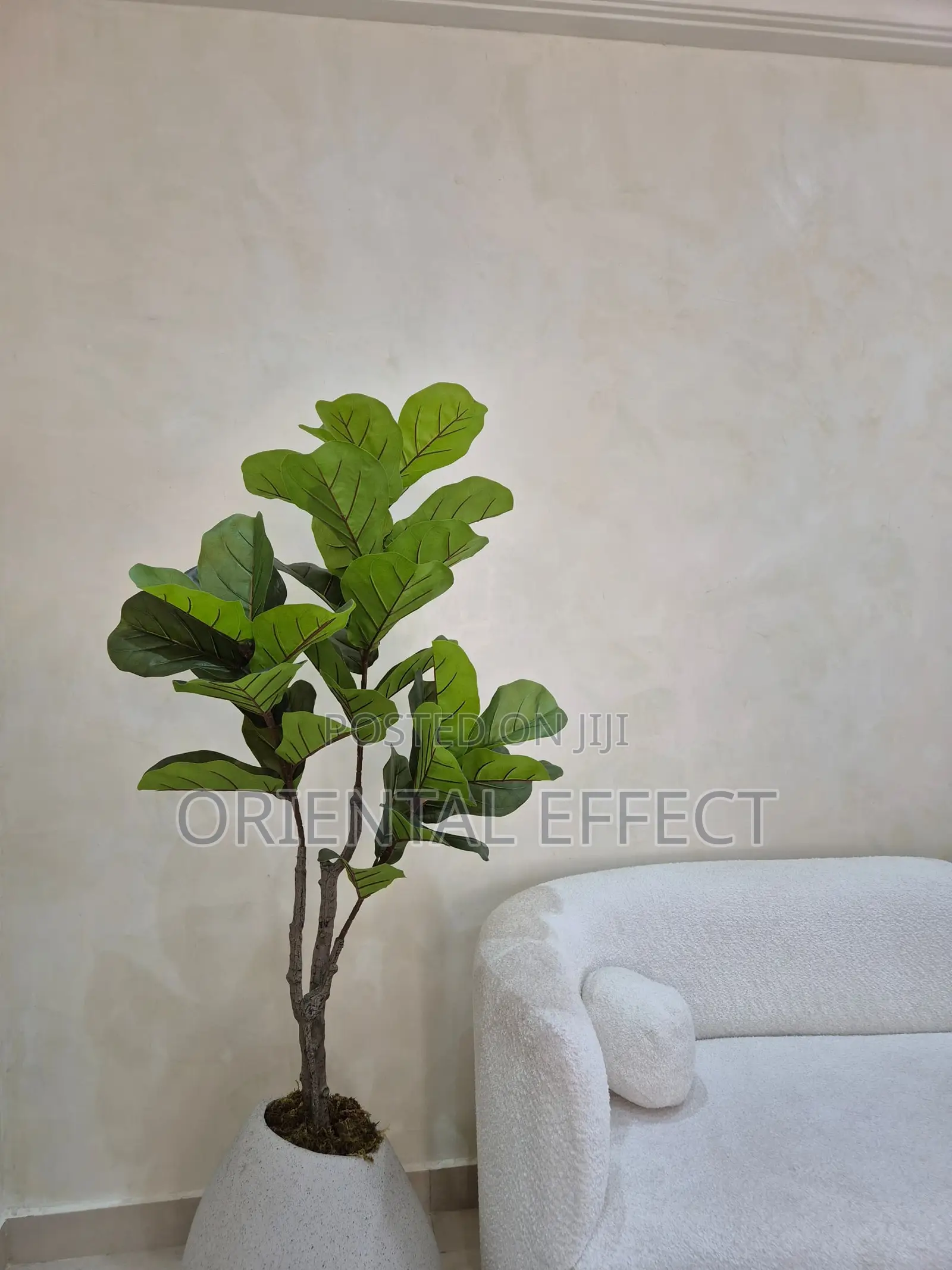 Twin Fiddle Tree With Grey Pastel Granite Mango Pot