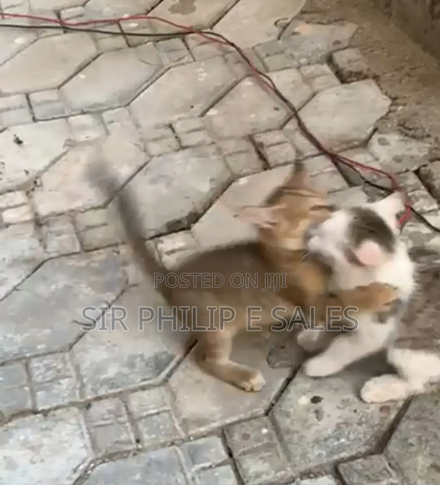 1-3 months Male Mixed Breed American Shorthair