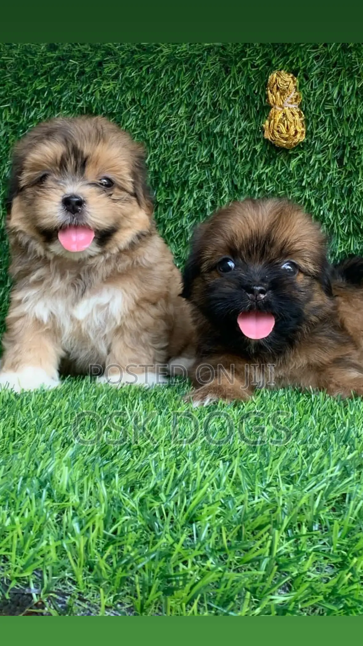 1-3 months Female Purebred Lhasa Apso