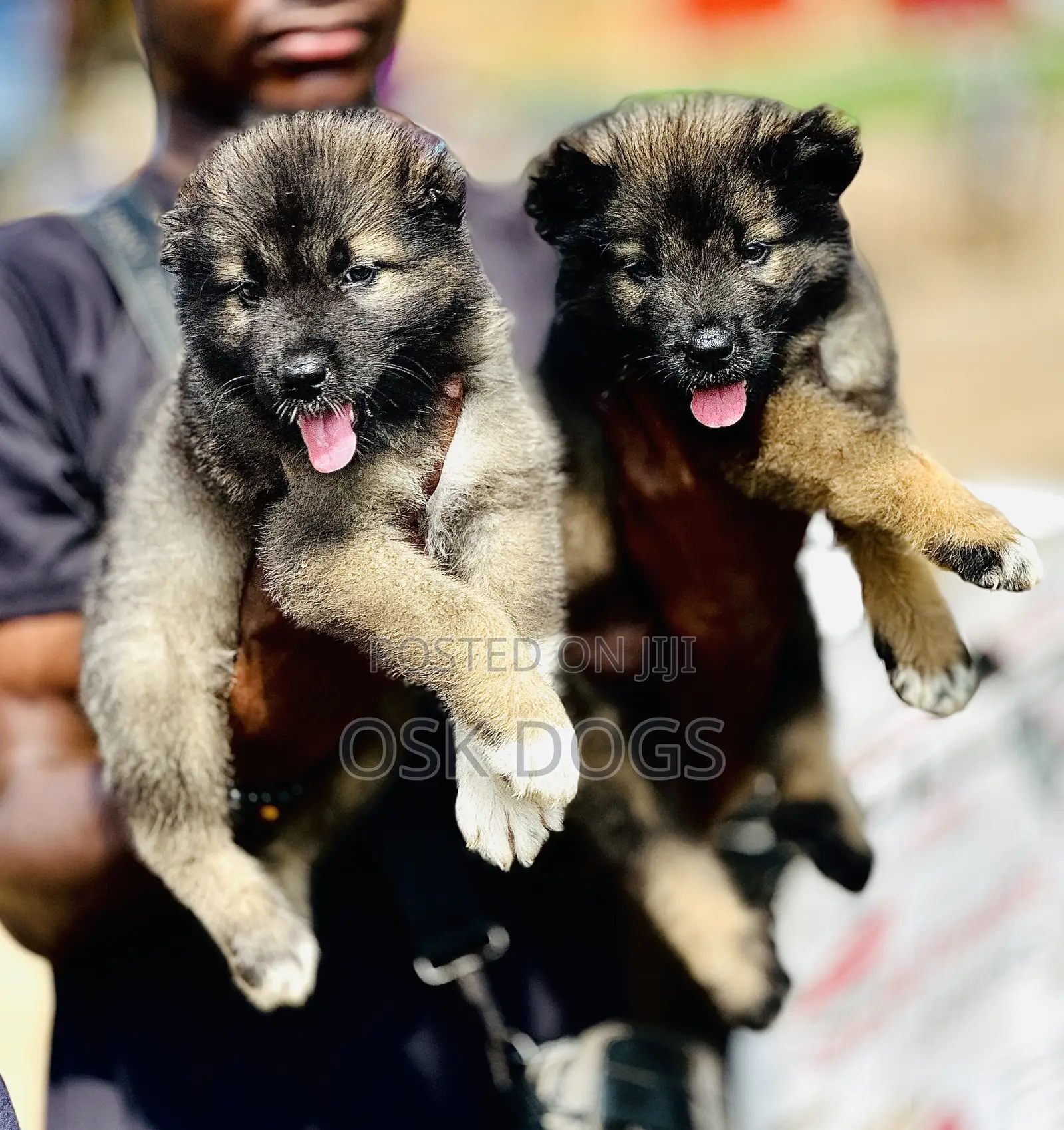 1-3 months Female Purebred Caucasian Shepherd