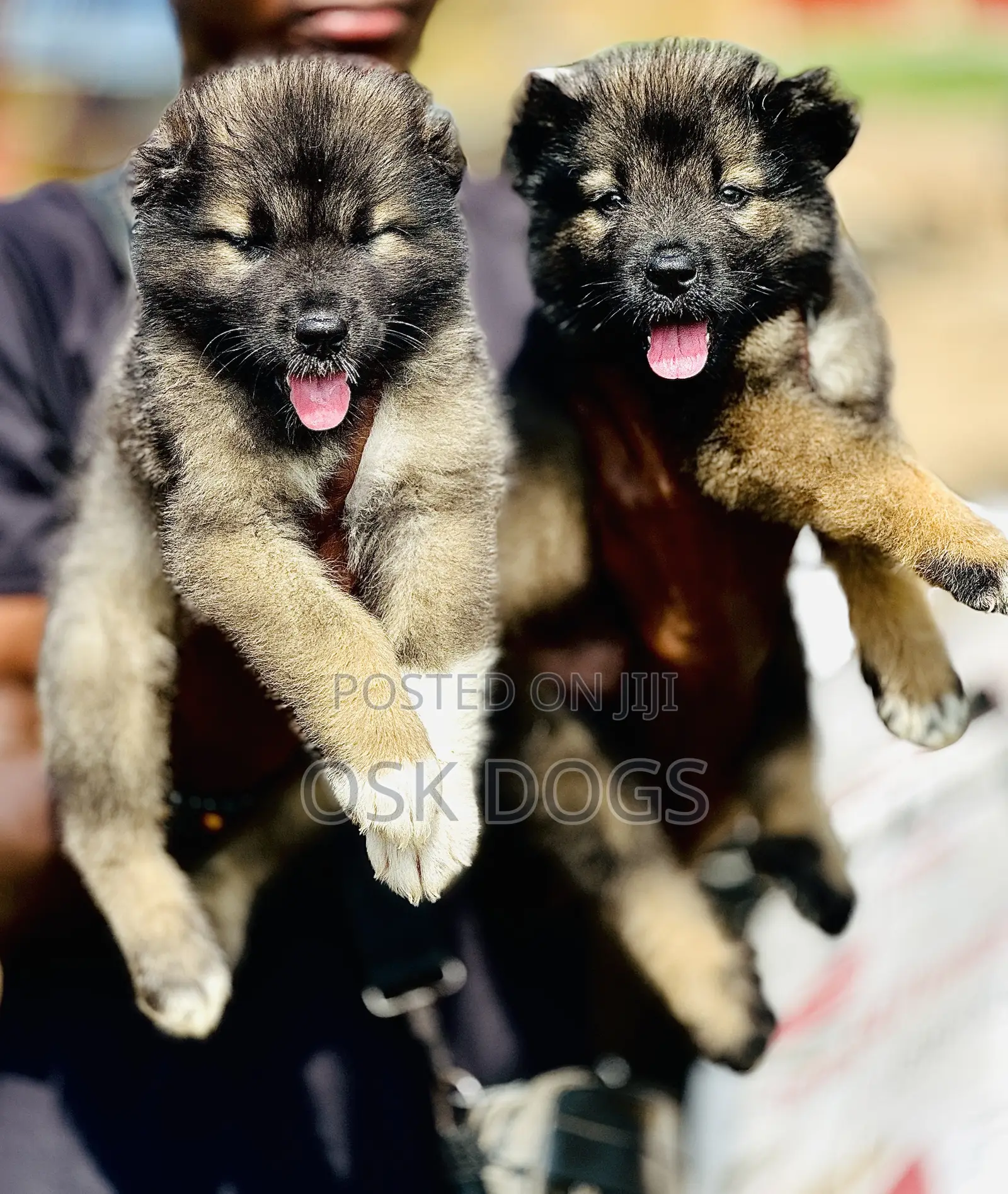 1-3 months Female Purebred Caucasian Shepherd