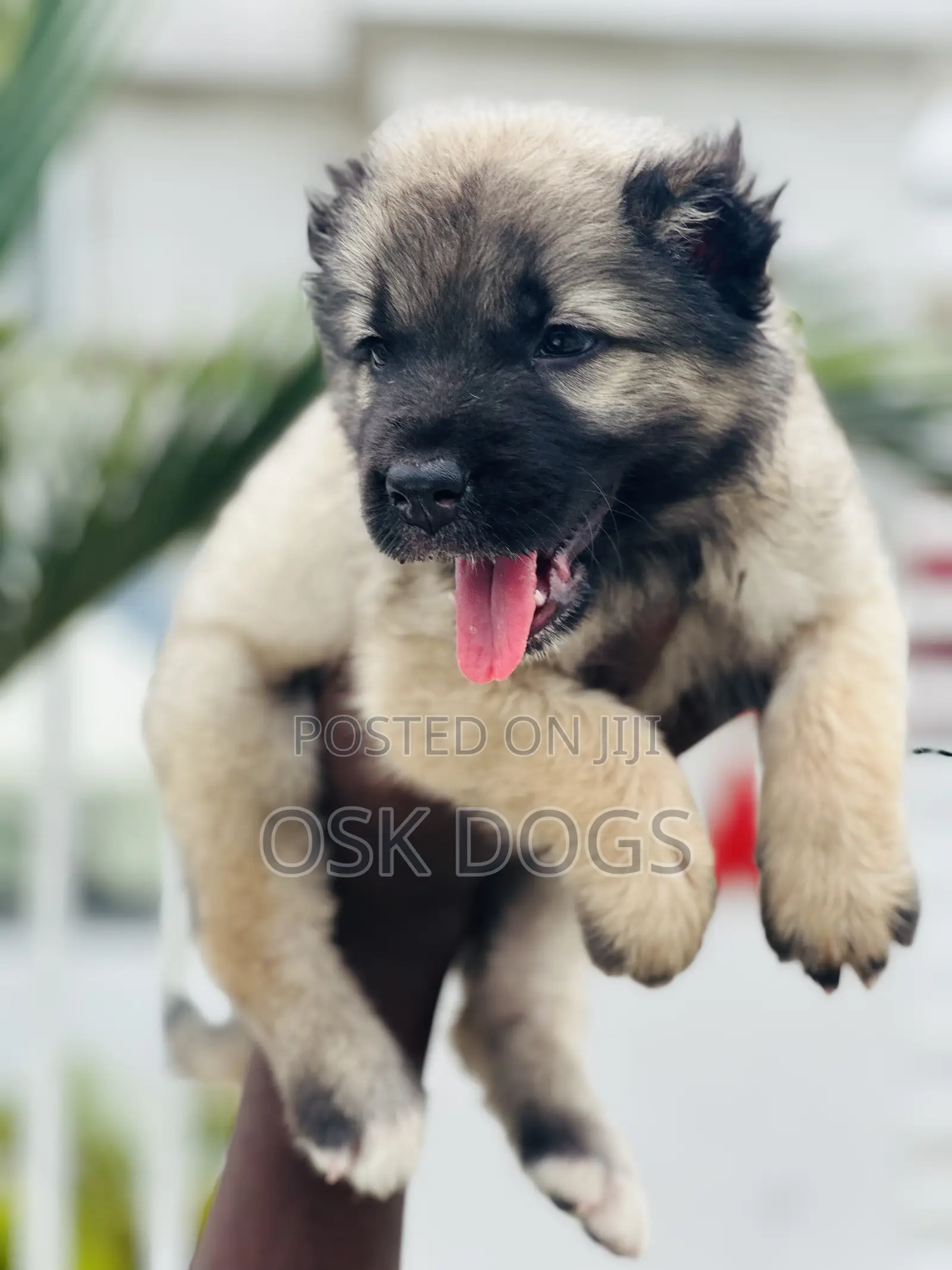 1-3 months Female Purebred Caucasian Shepherd