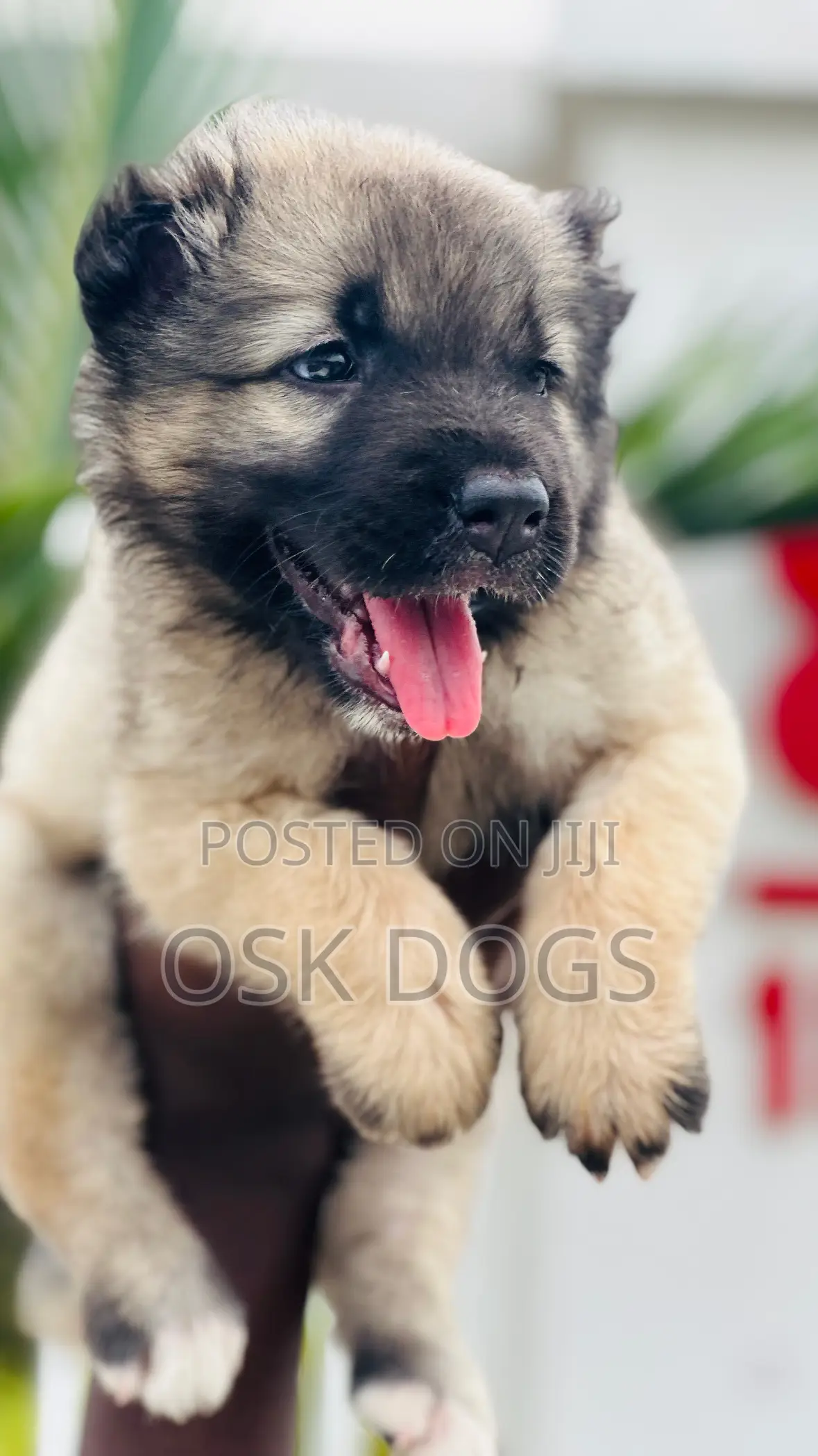 1-3 months Male Purebred Caucasian Shepherd