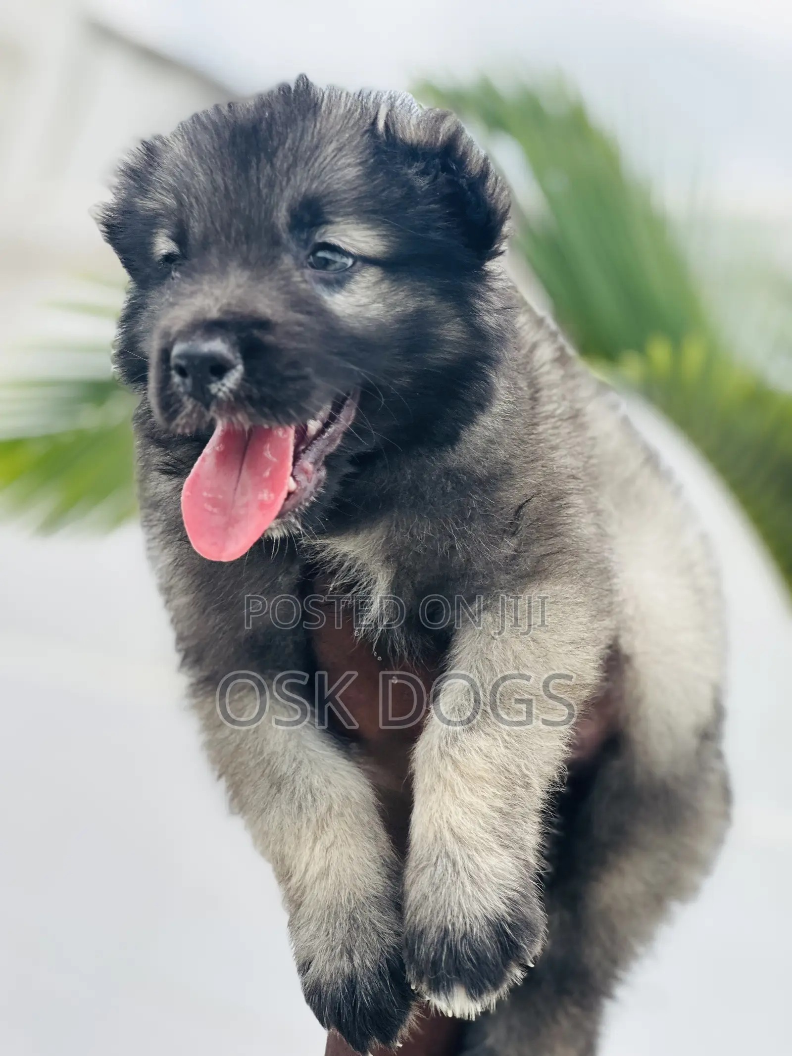 1-3 months Male Purebred Caucasian Shepherd