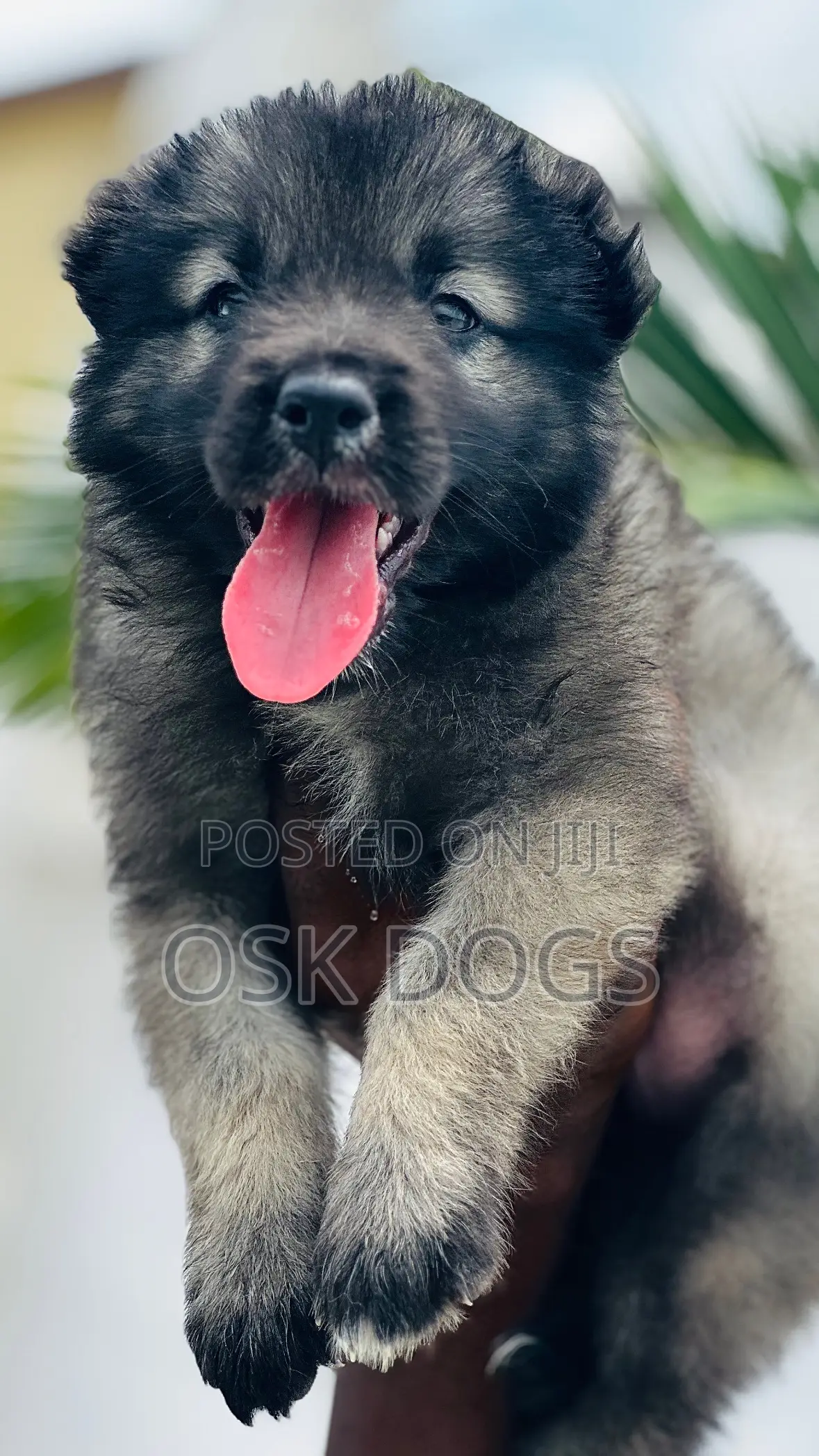 1-3 months Male Purebred Caucasian Shepherd