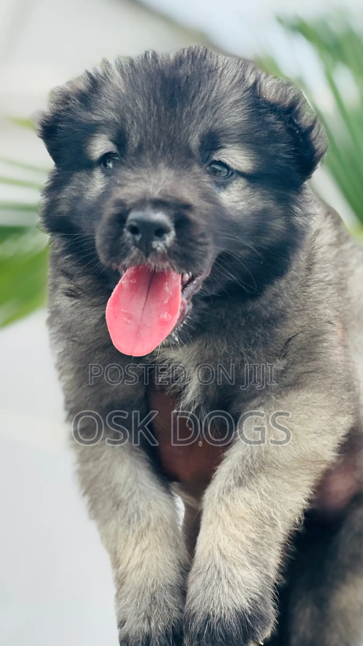 1-3 months Male Purebred Caucasian Shepherd