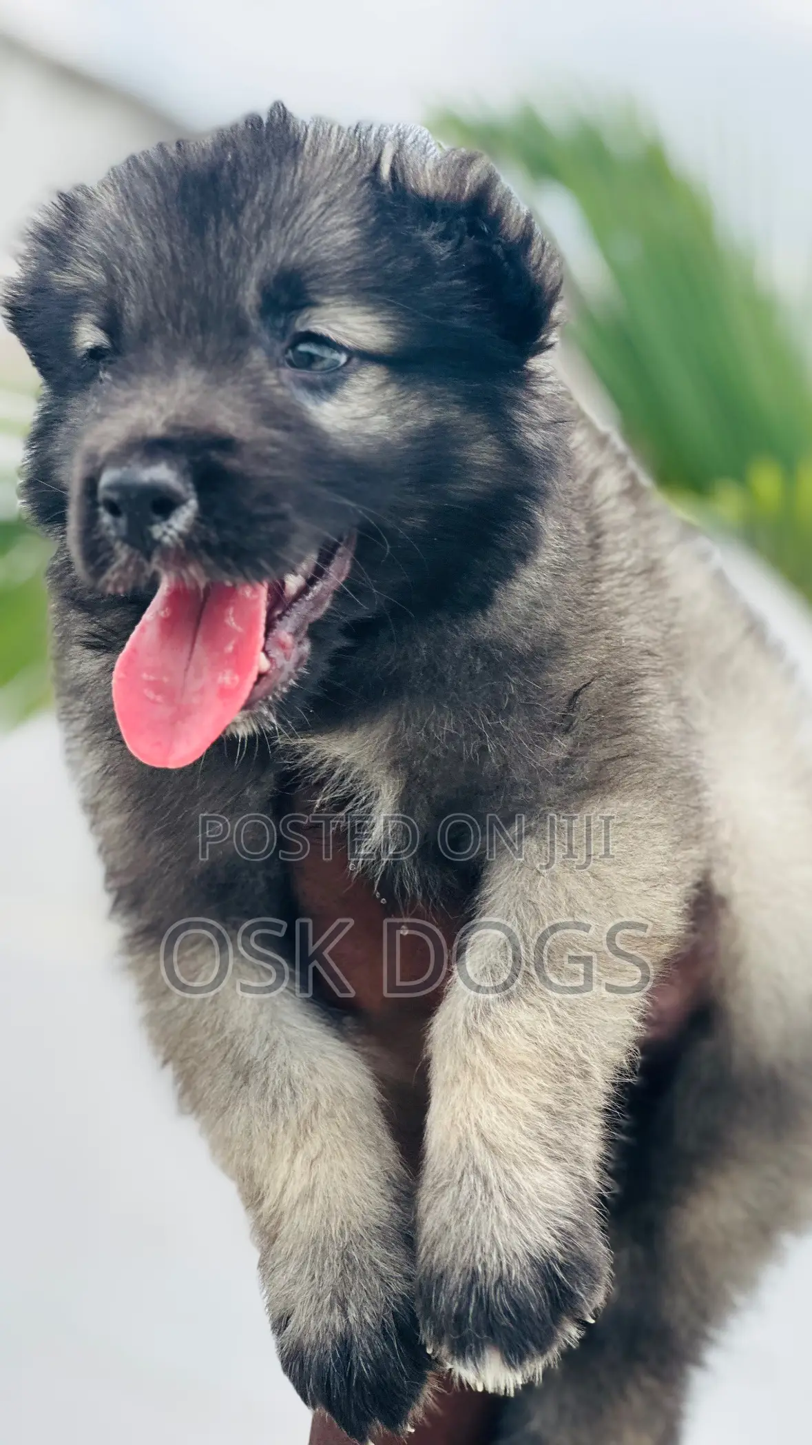 1-3 months Male Purebred Caucasian Shepherd