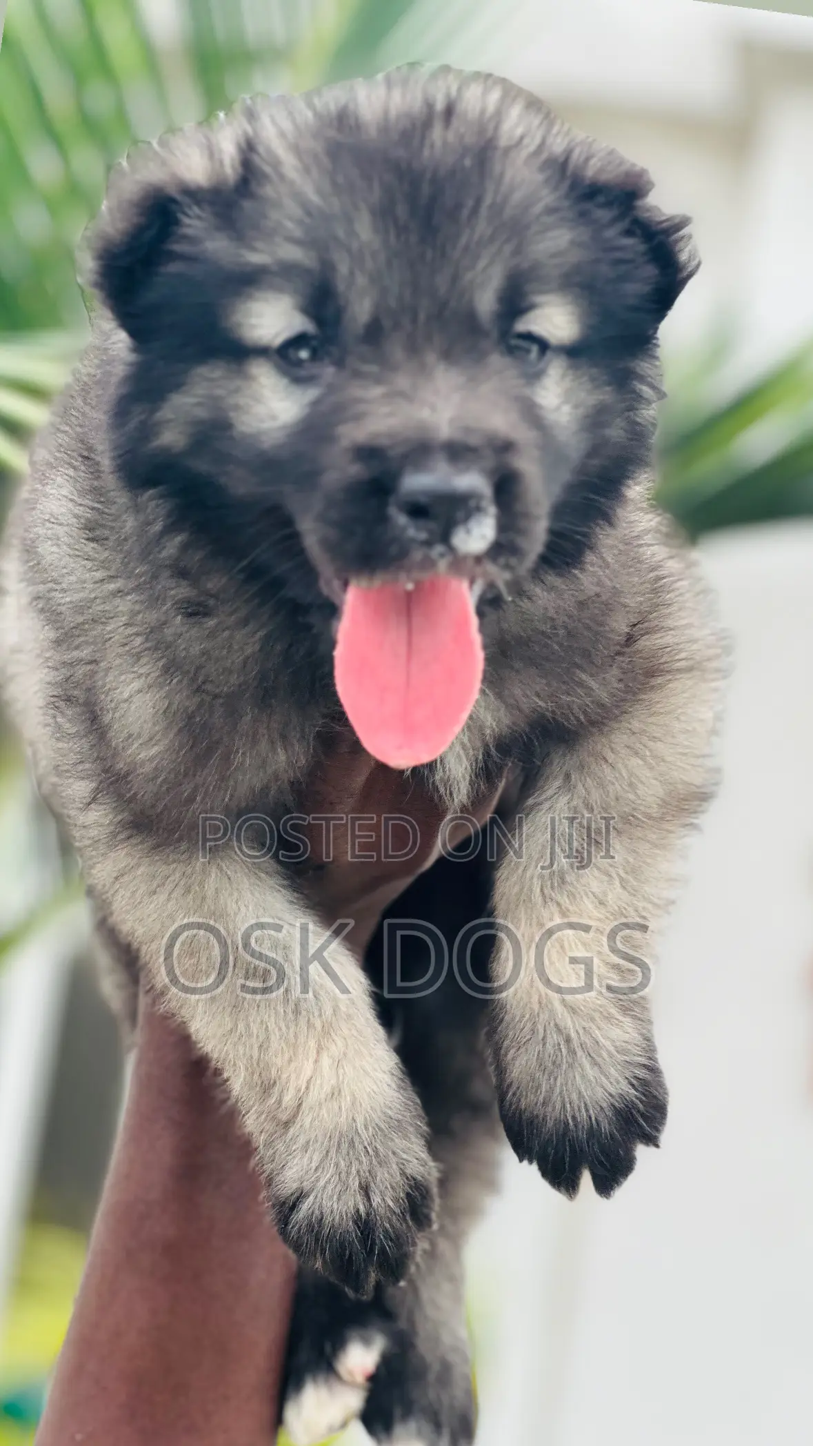 1-3 months Male Purebred Caucasian Shepherd